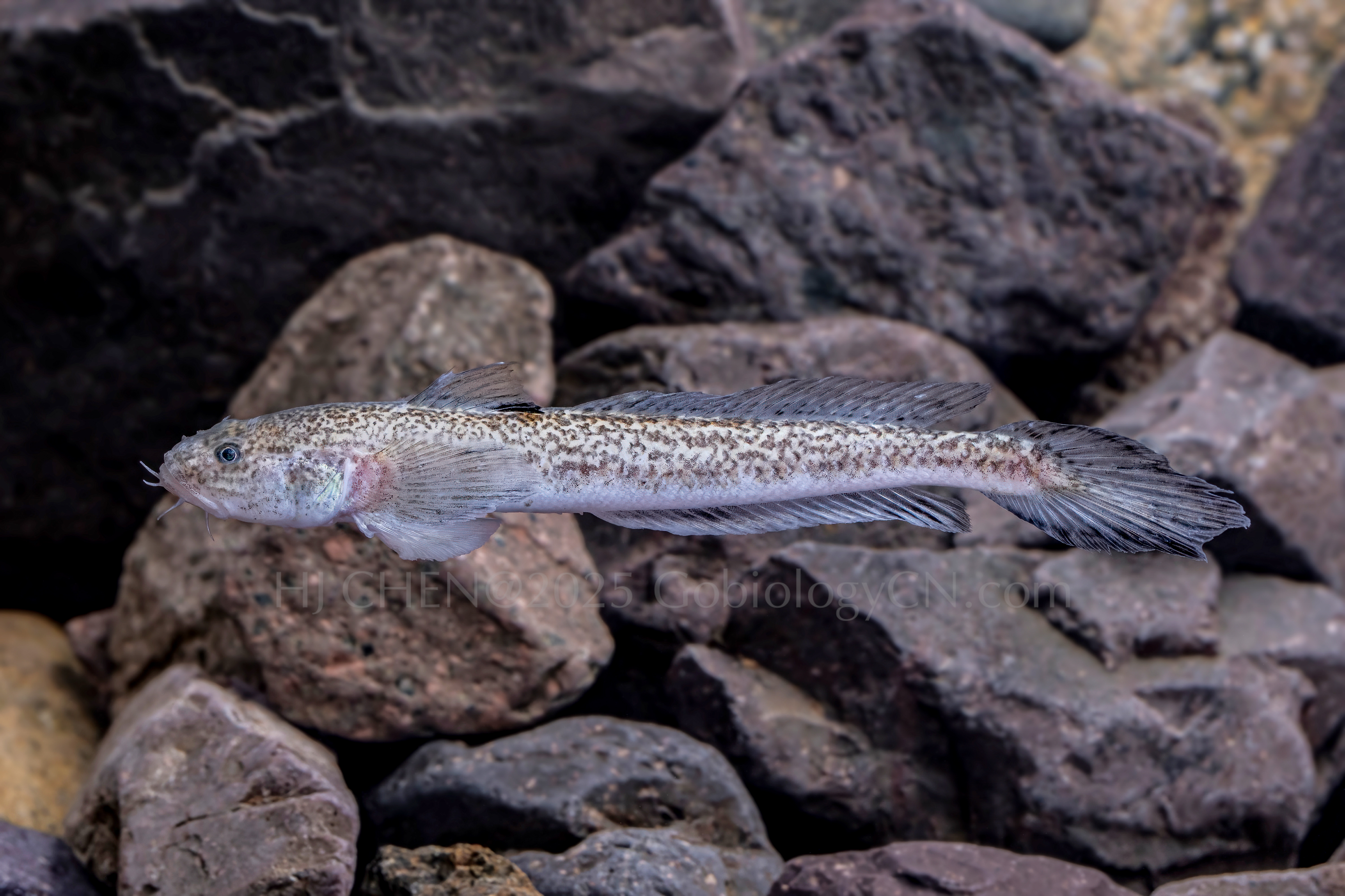Chaeturichthys jeoni 3