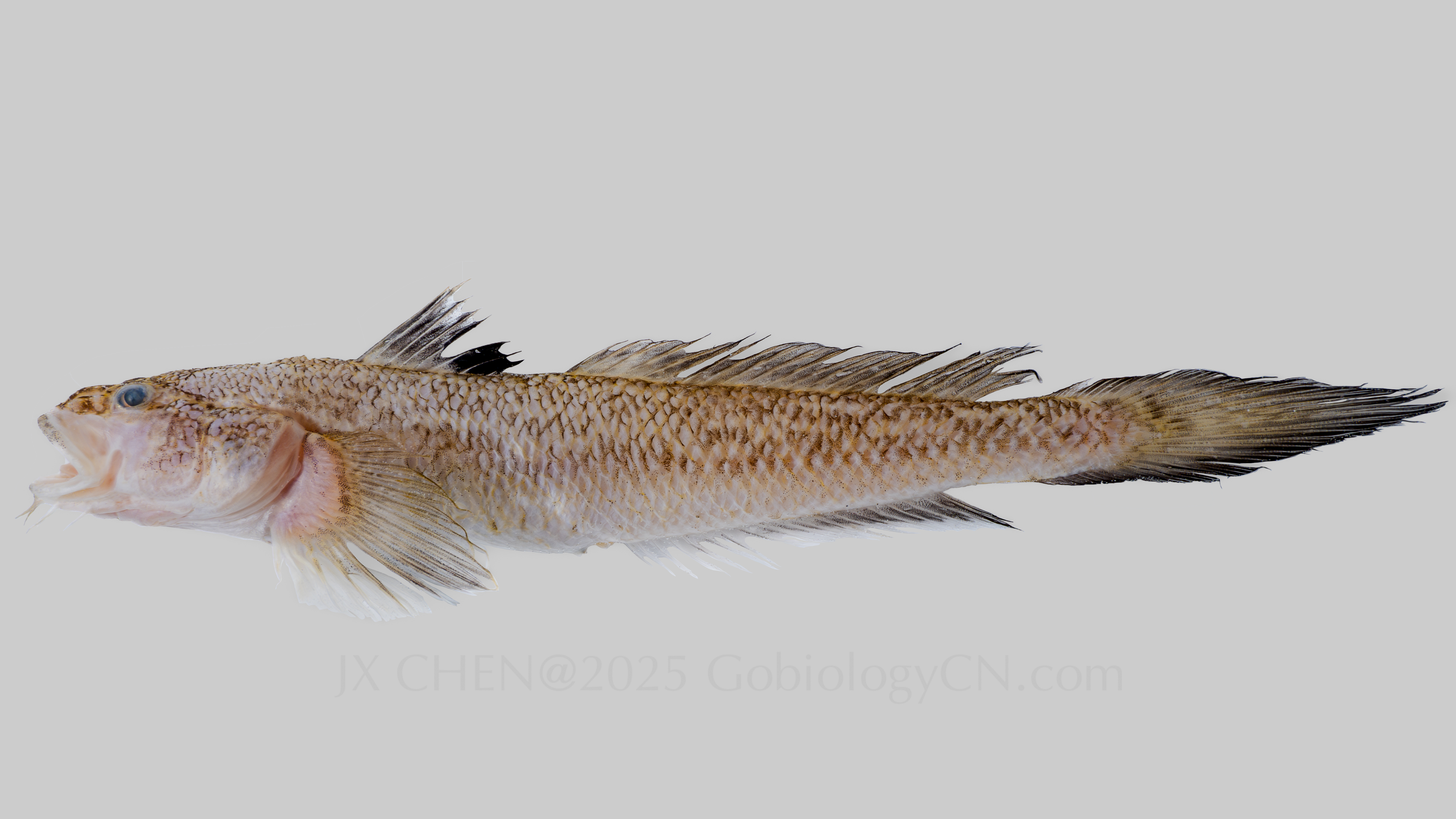 Chaeturichthys stigmatias 1