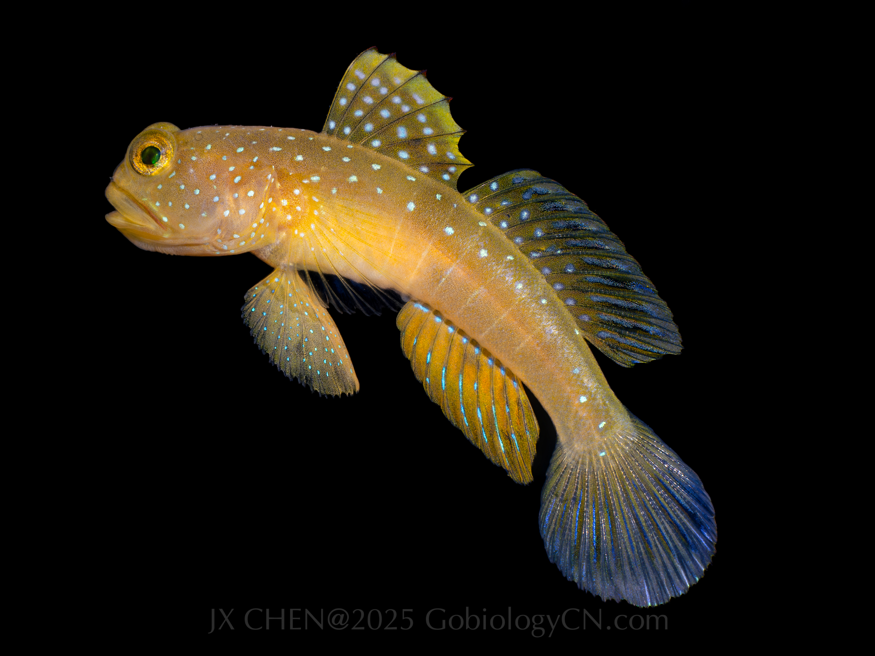 Cryptocentrus cinctus 1