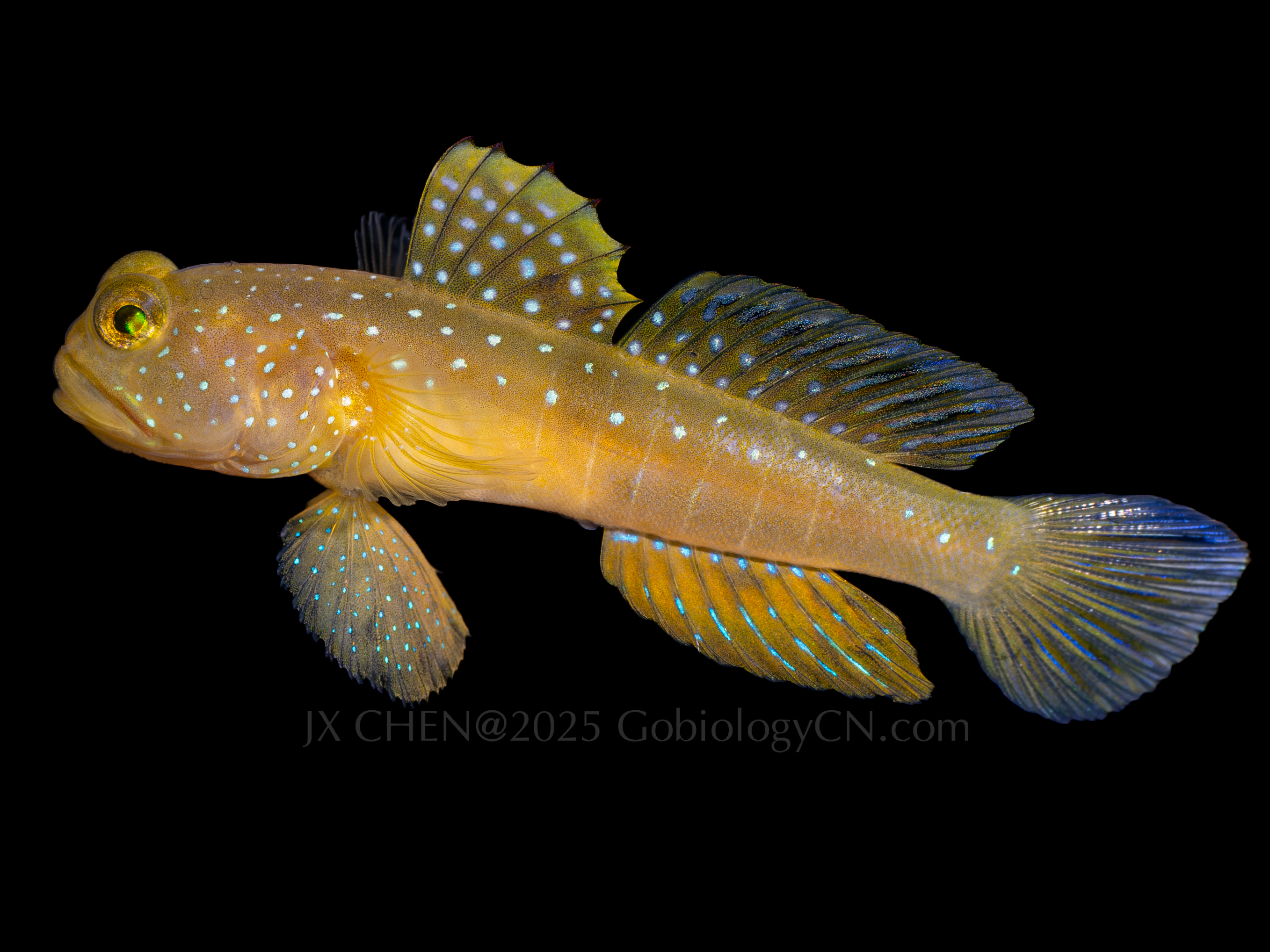 Cryptocentrus cinctus 2