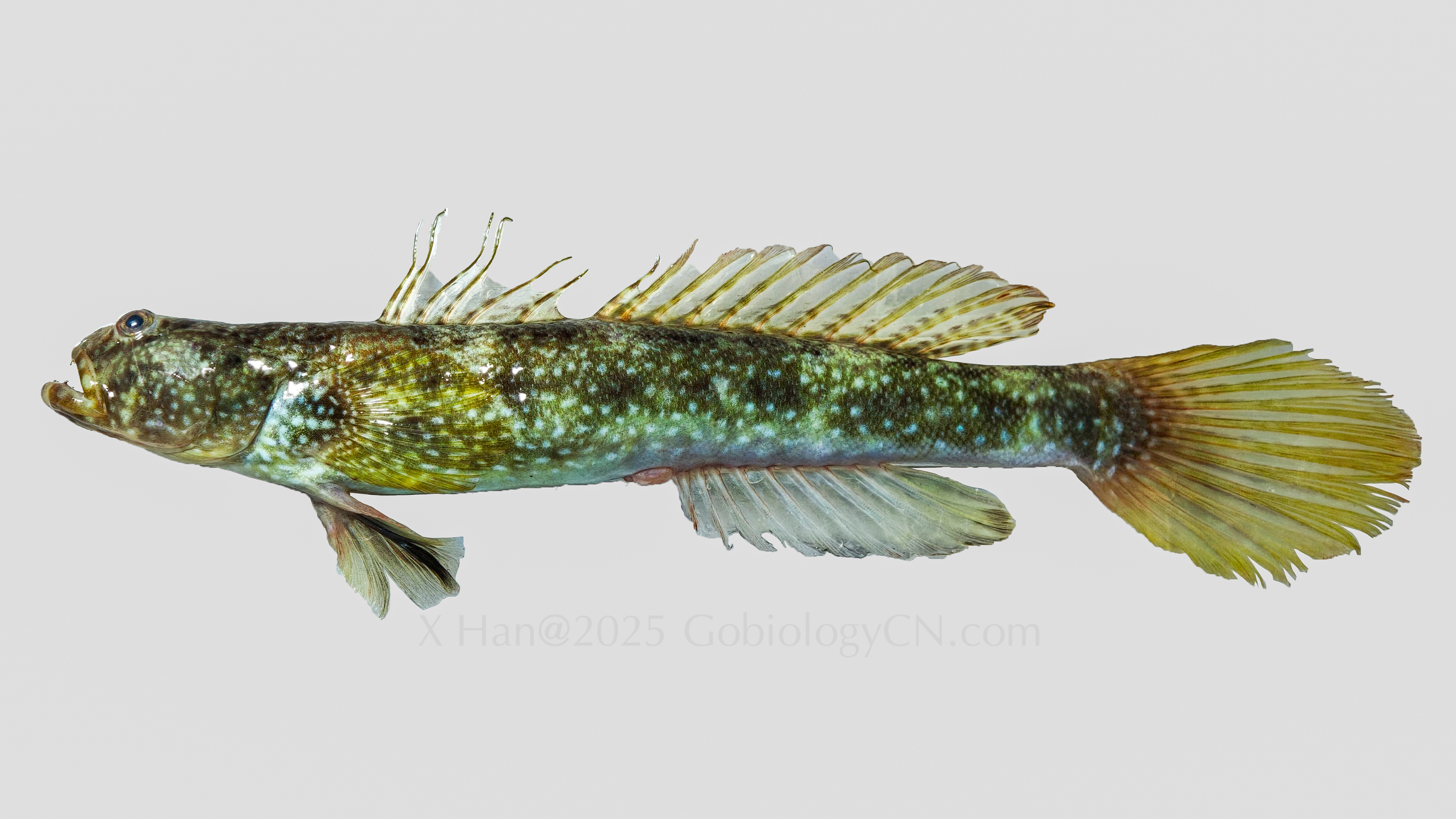 Cryptocentrus maudae