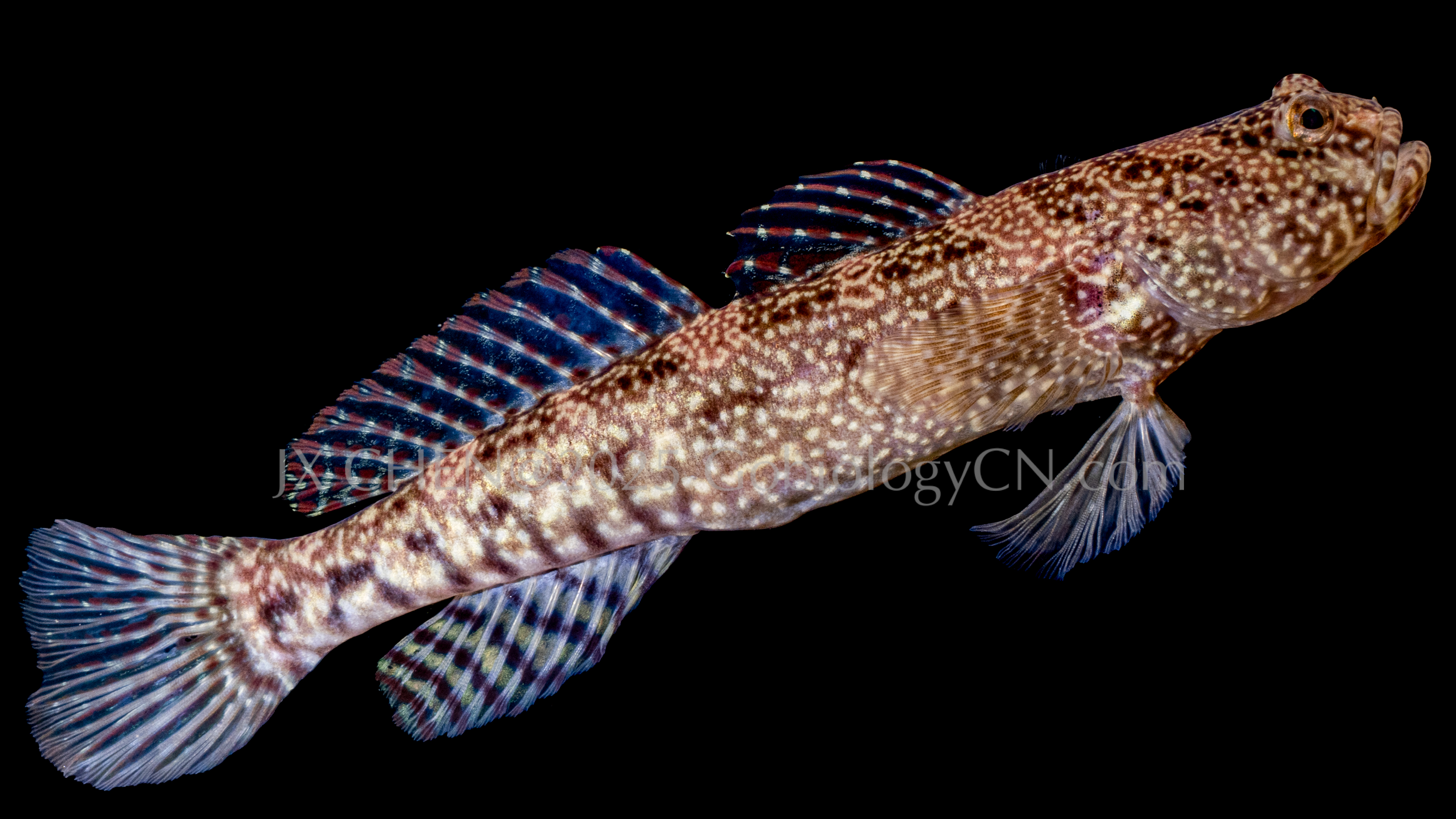 Cryptocentrus maudae 2