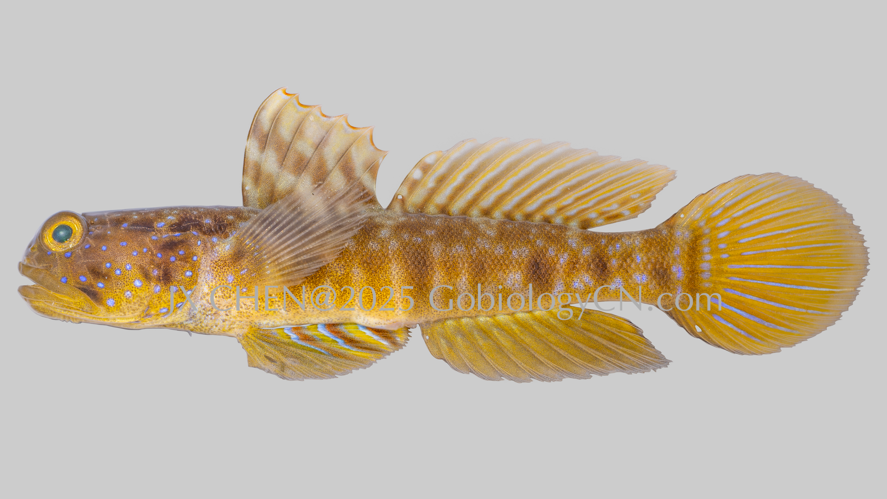 Cryptocentrus sericus 1