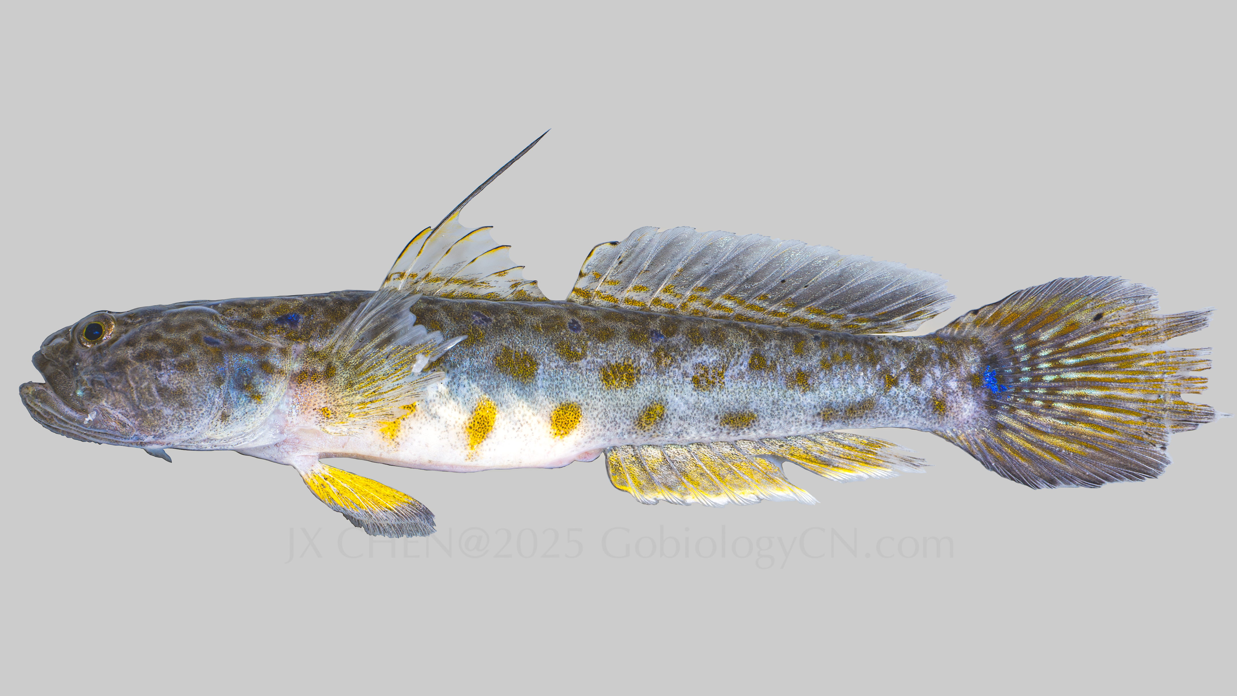 Cryptocentrus yatsui ND