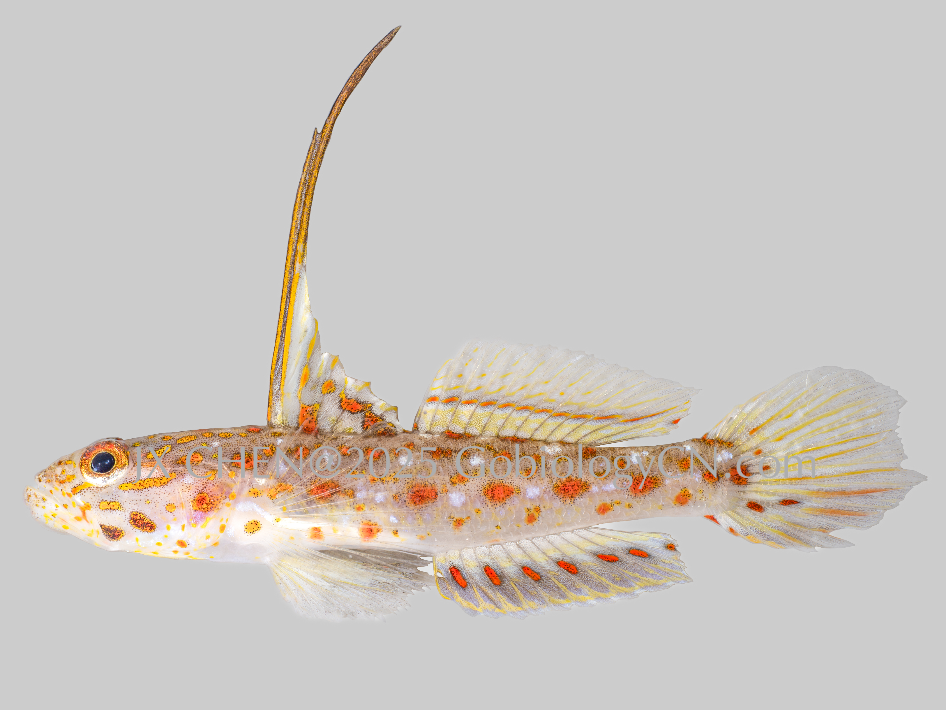 Ctenogobiops tangaroai