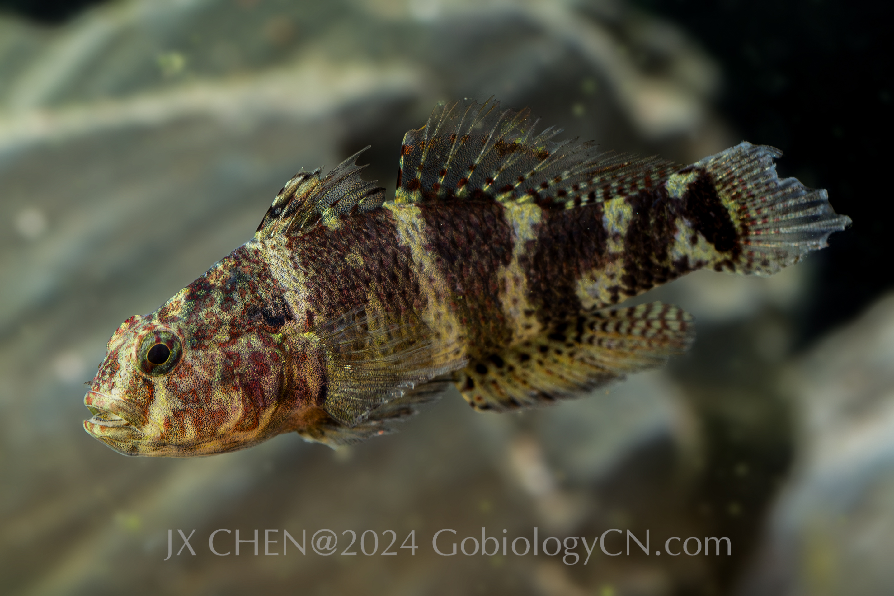 Dotsugobius bleekeri Taipei