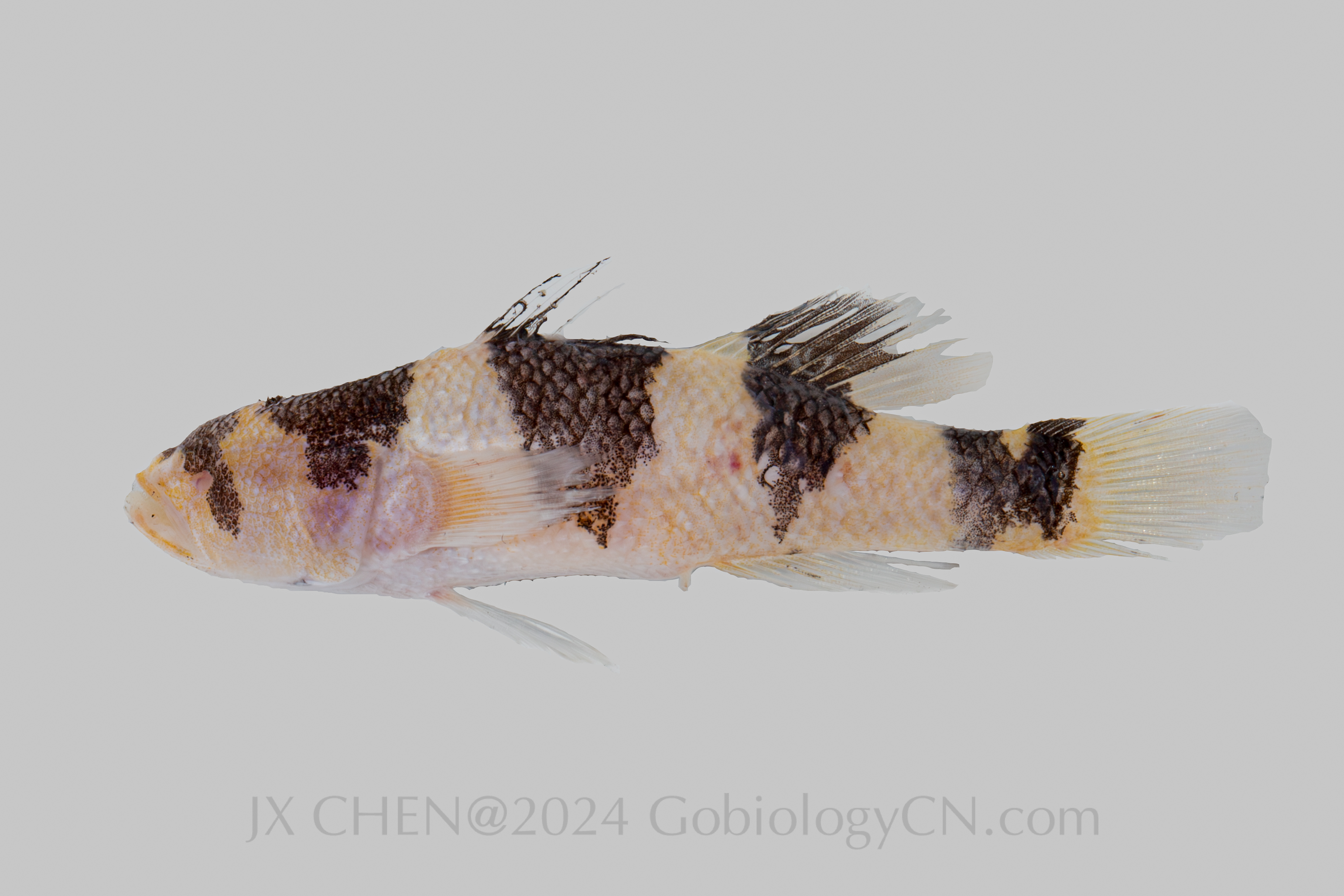 Egglestonichthys bombylios Xiamen