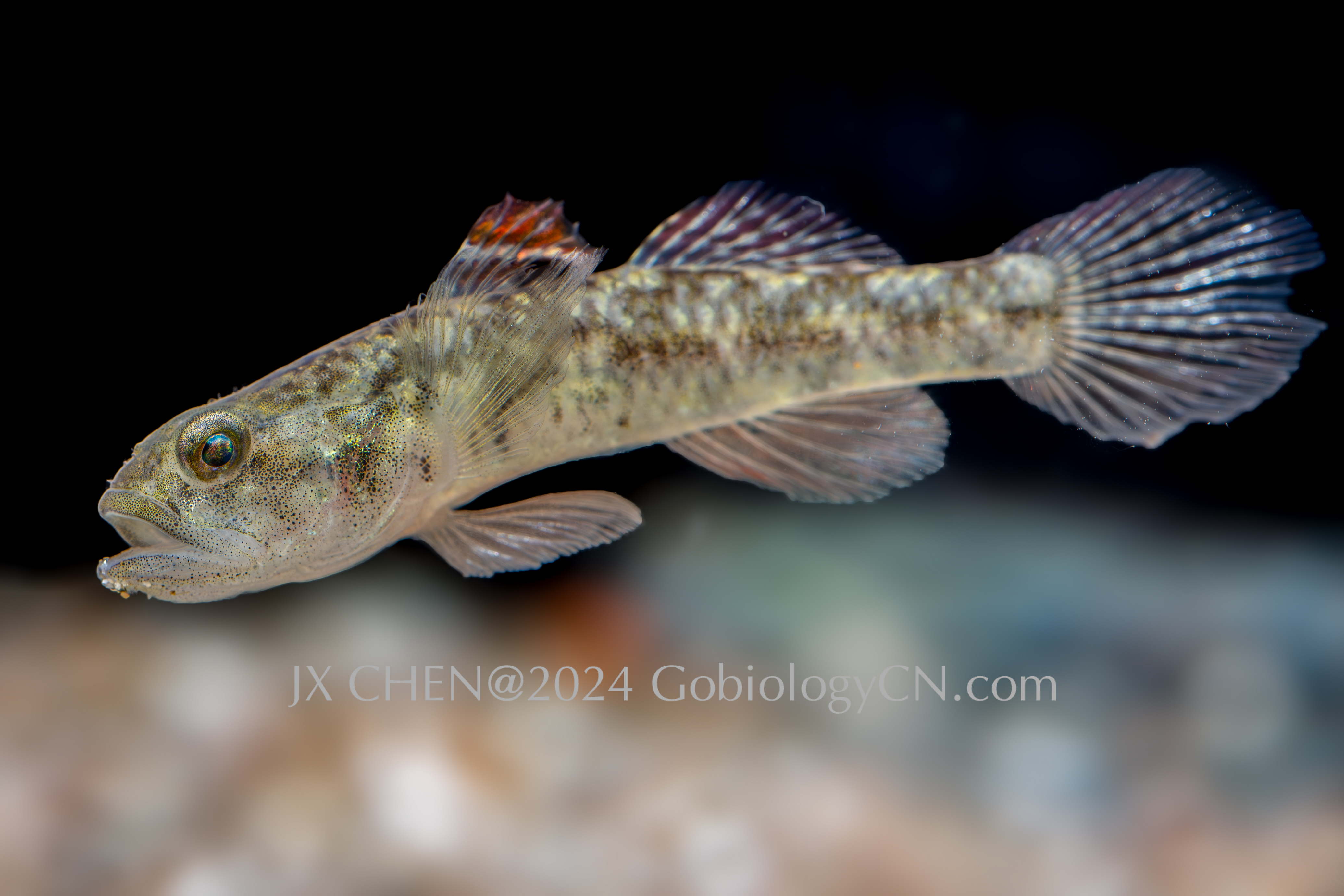 Eugnathogobius siamensis Hangzhou