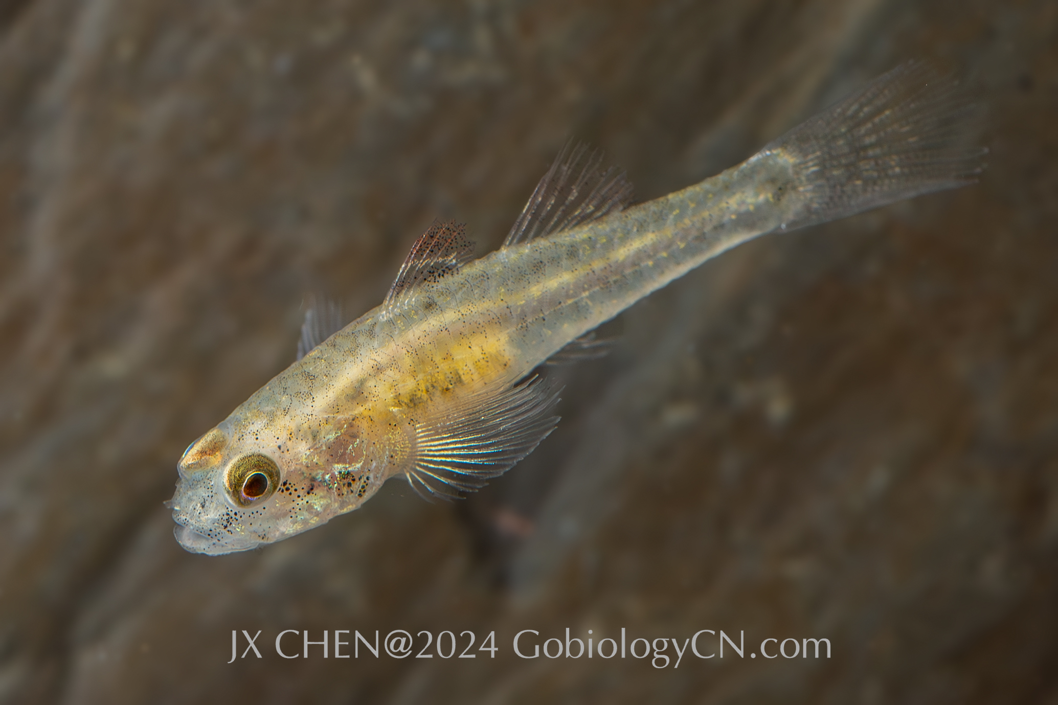 Eugnathogobius siamensis jieyang