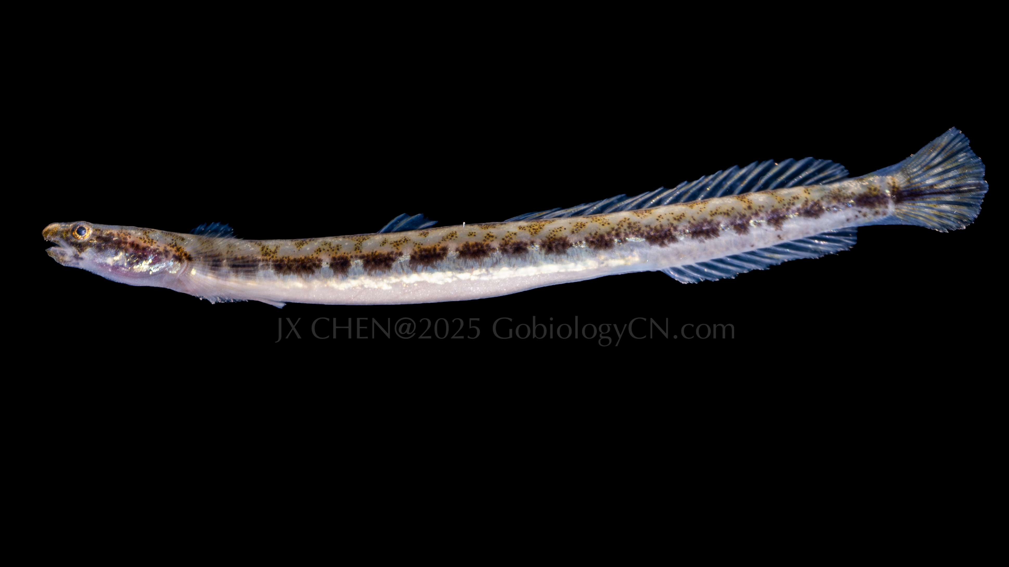Eutaeniichthys gilli 1