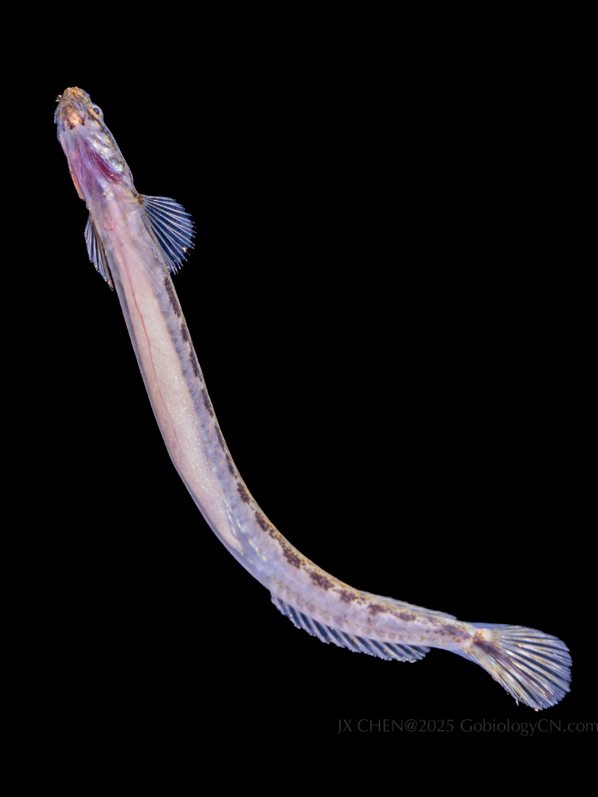 Eutaeniichthys gilli 2
