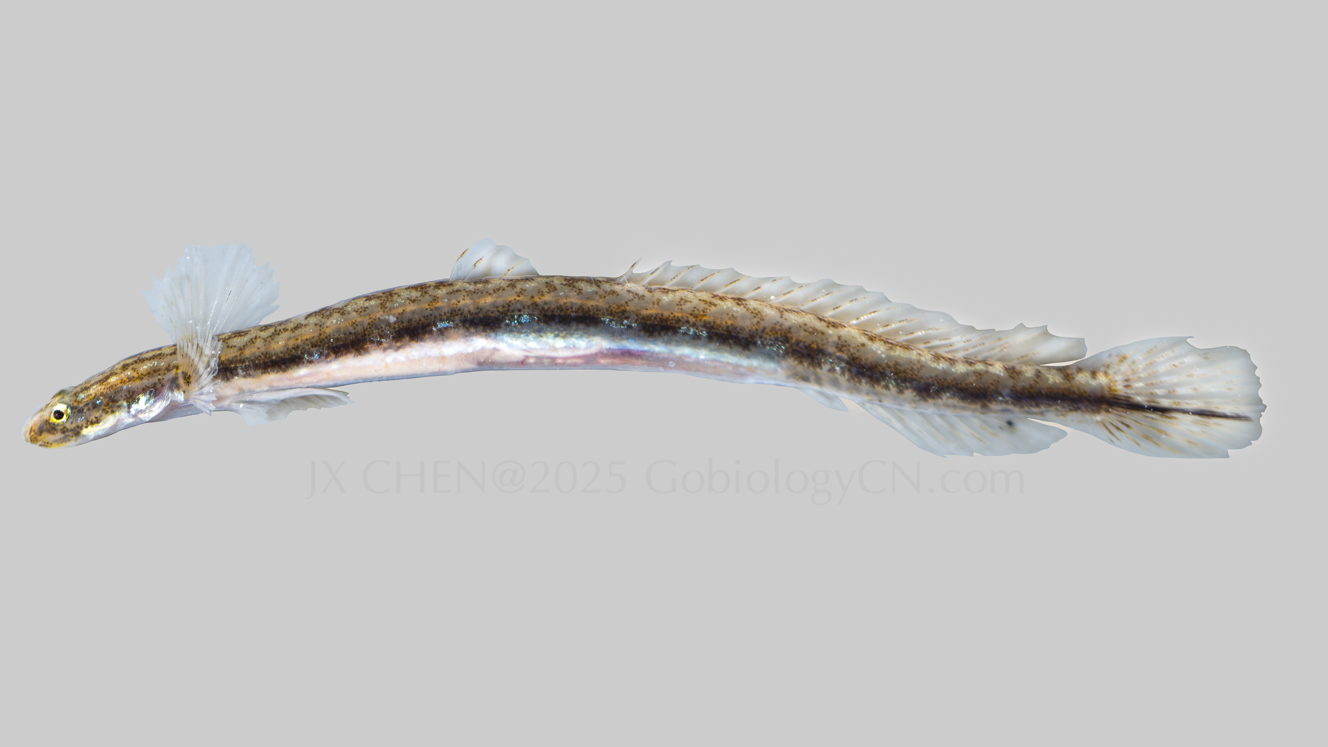 Eutaeniichthys gilli 3