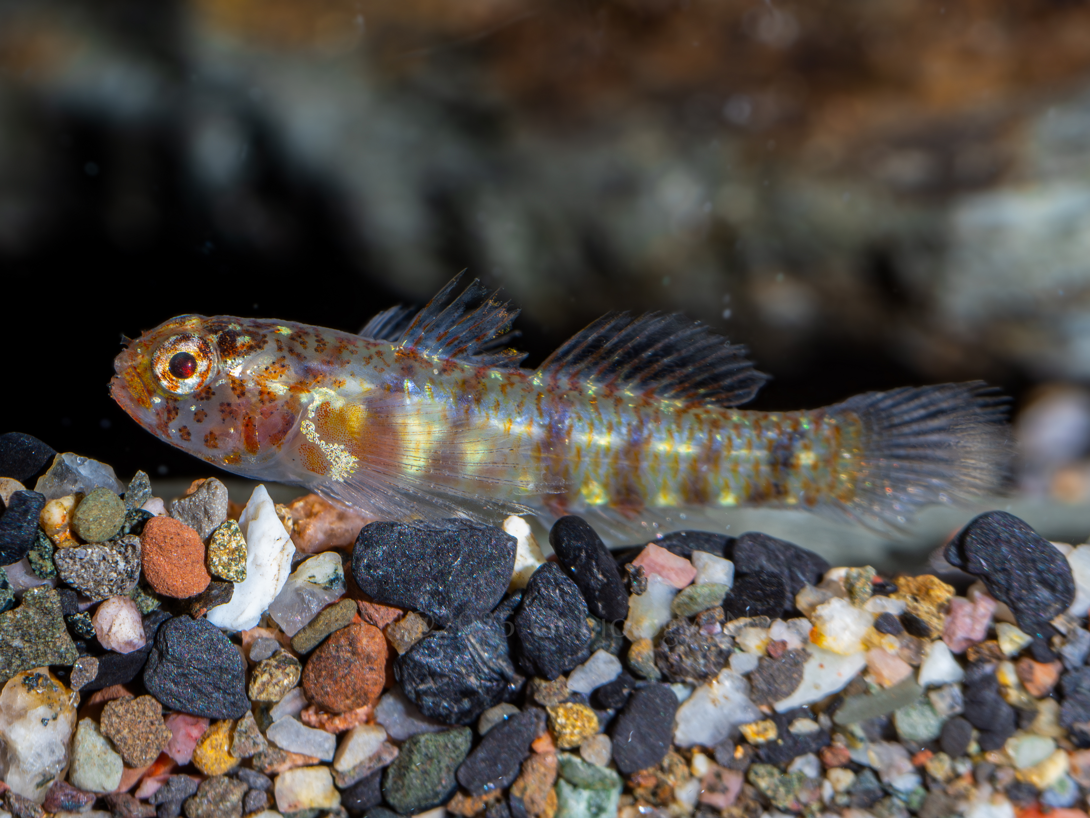 Eviota prasina 1