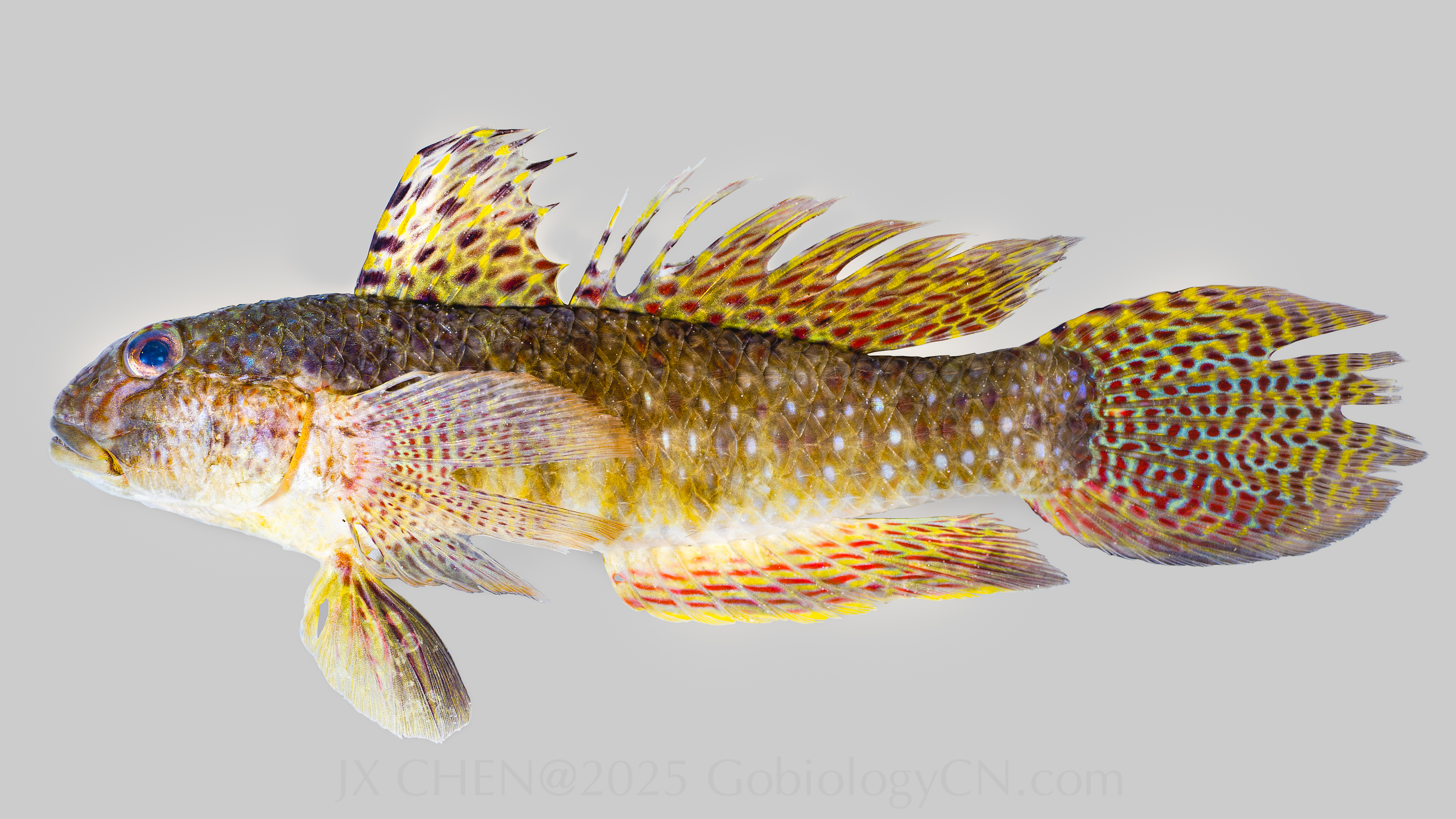 Exyrias puntang 3