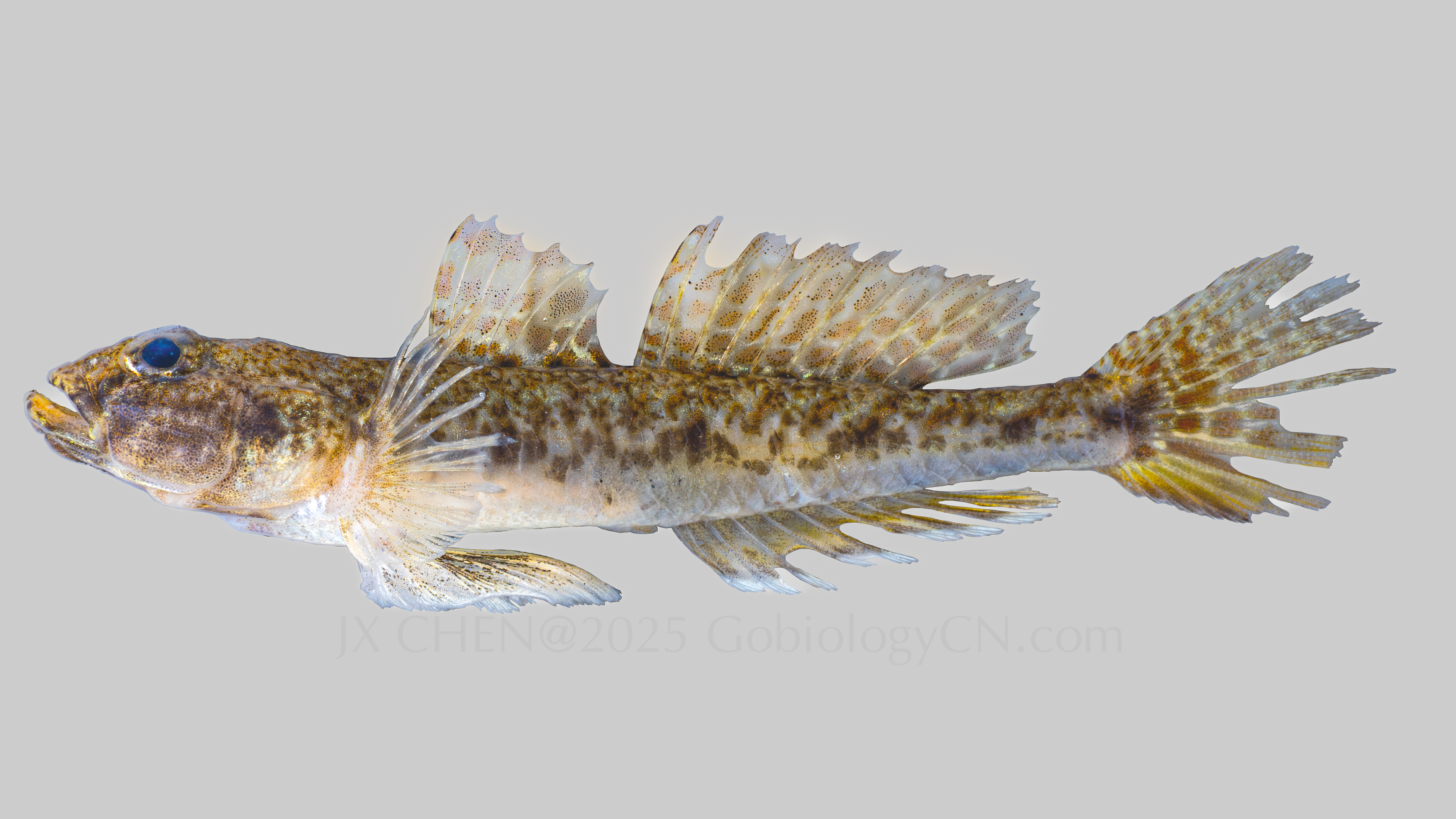 Favonigobius gymnauchen Image