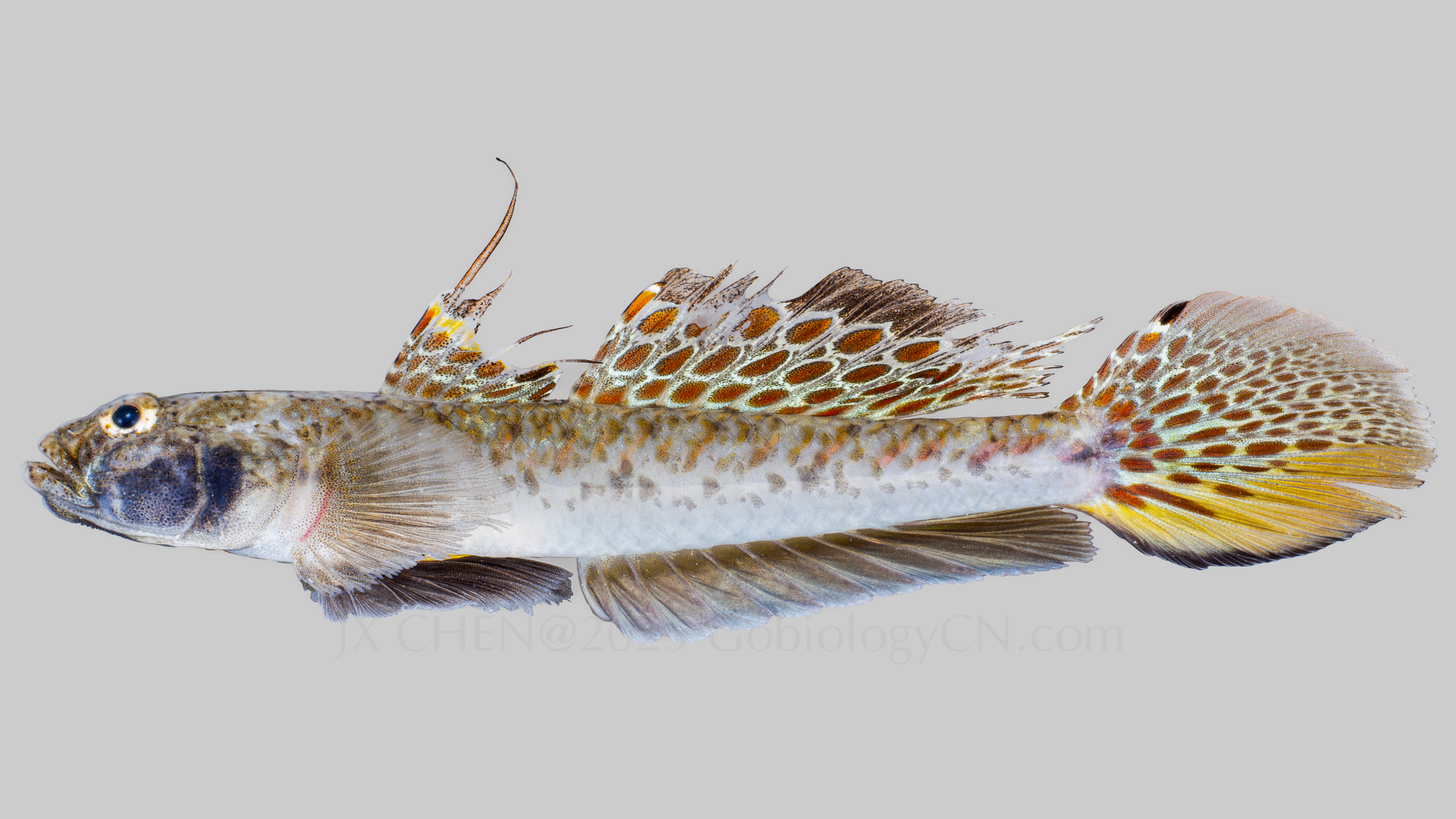 Favonigobius gymnauchen Image