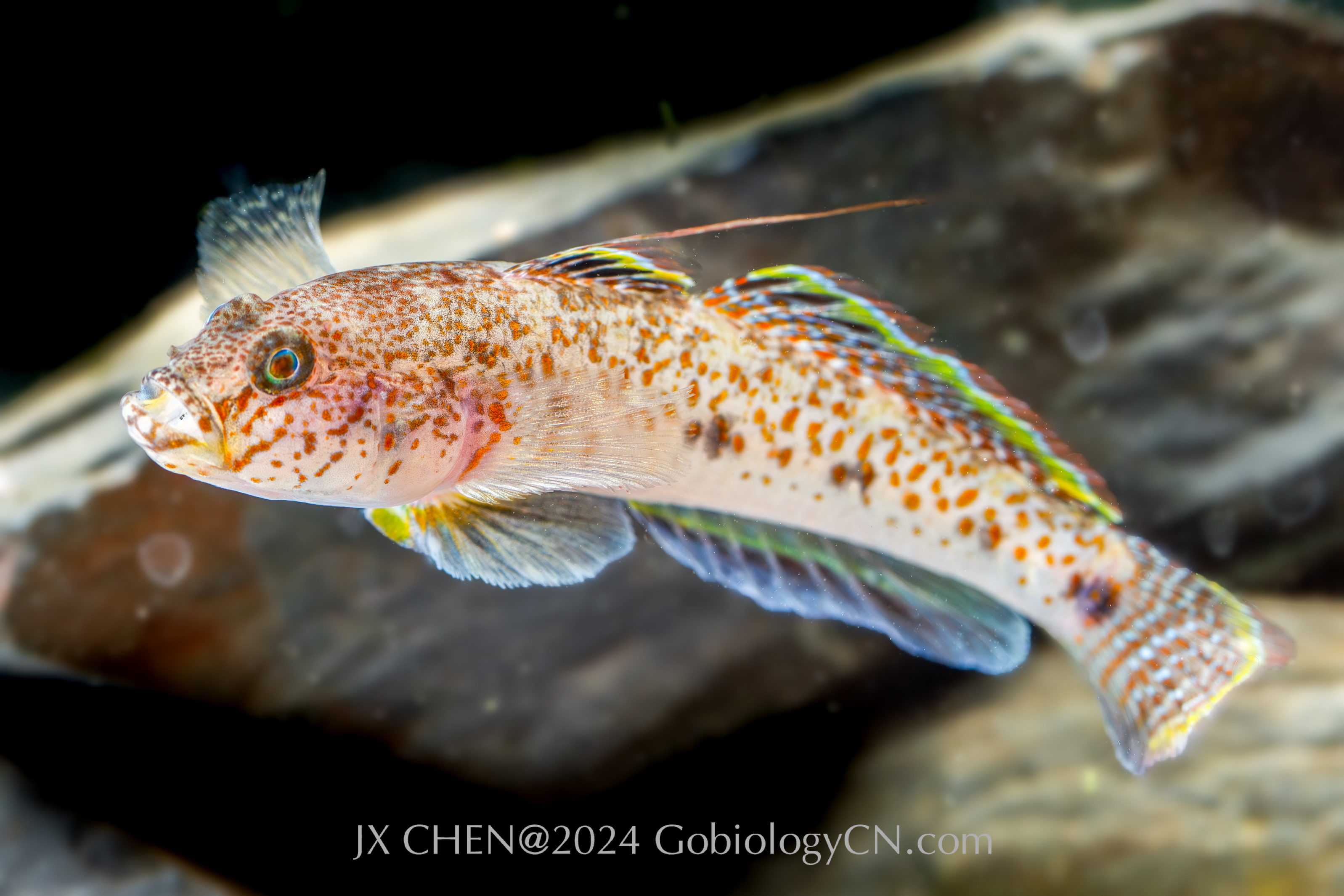 Favonigobius reichei Image 