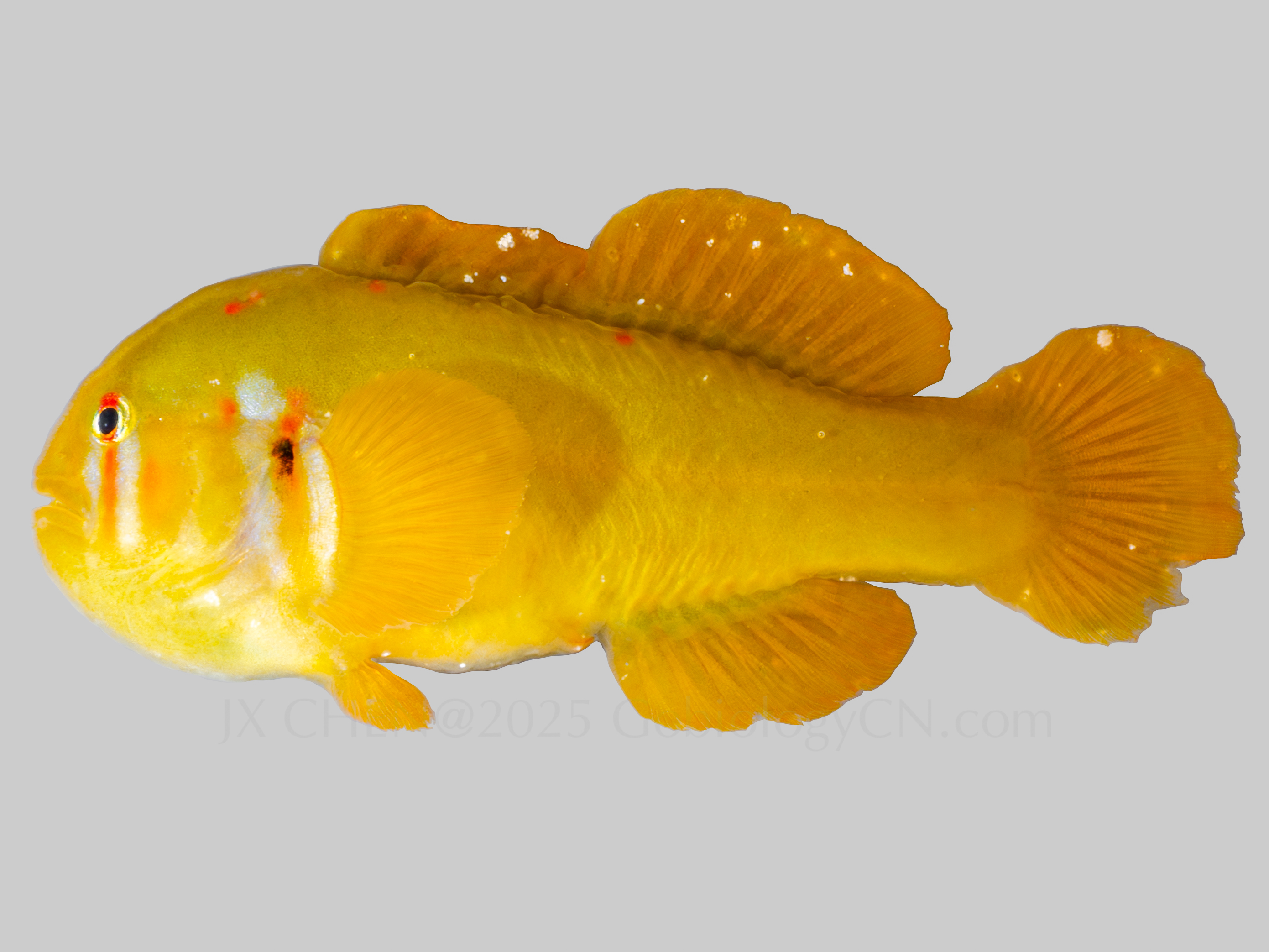 Gobiodon atrangulatus 1