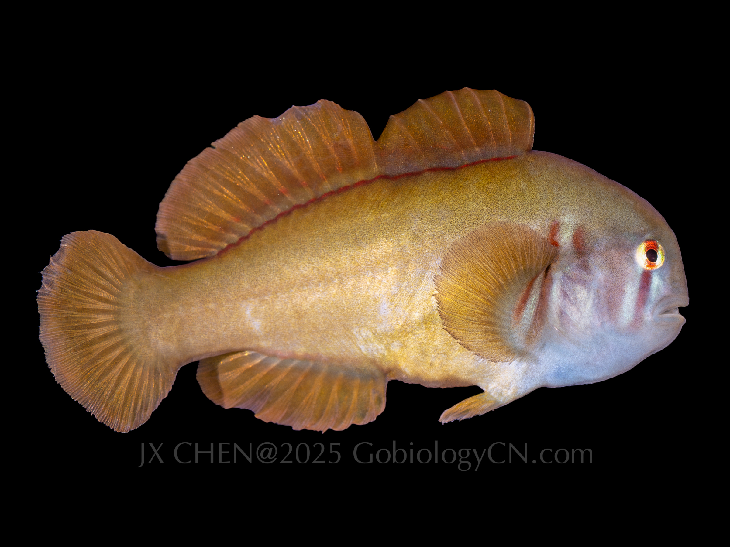 Gobiodon axillaris 1