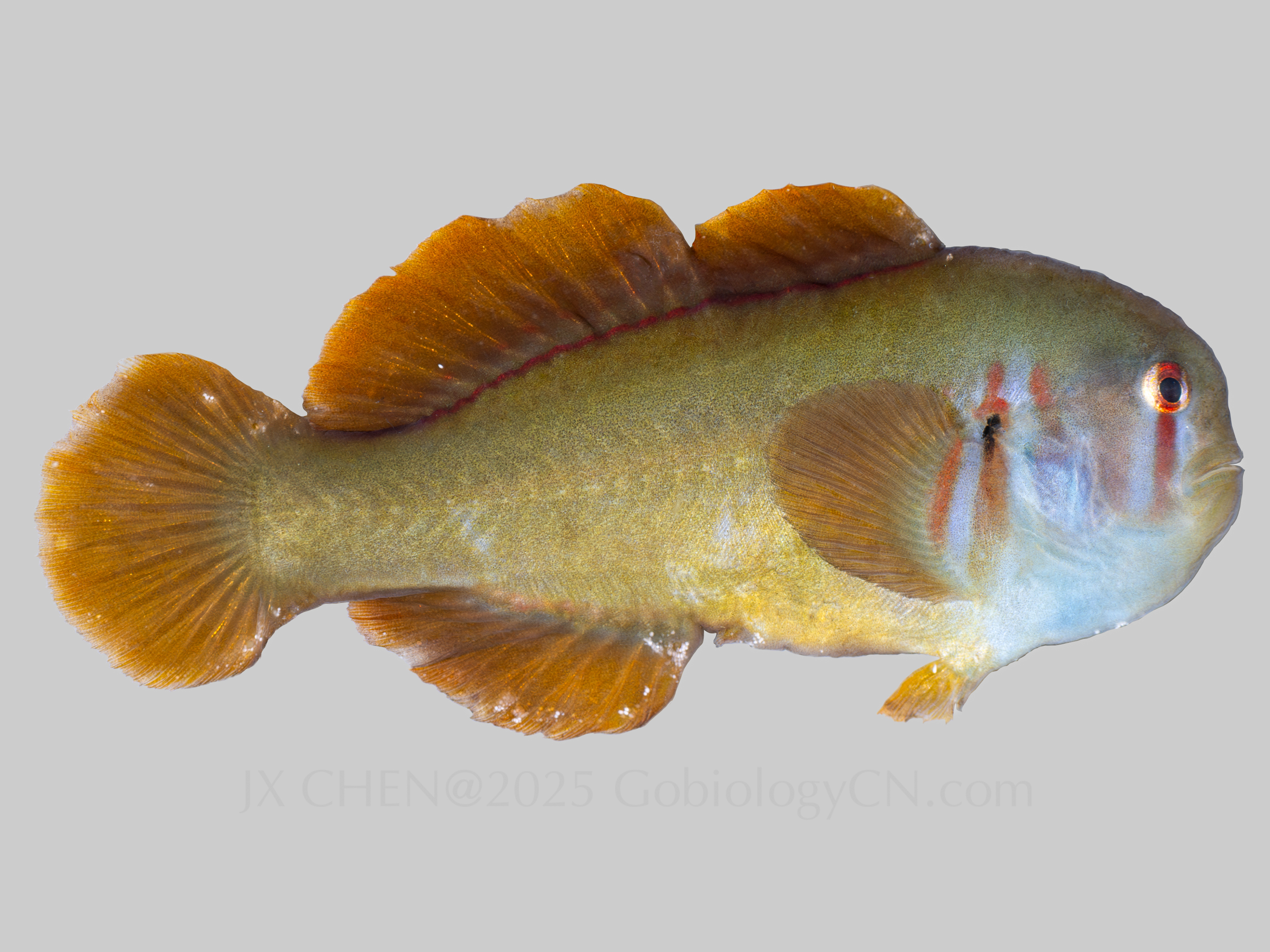 Gobiodon axillaris 2