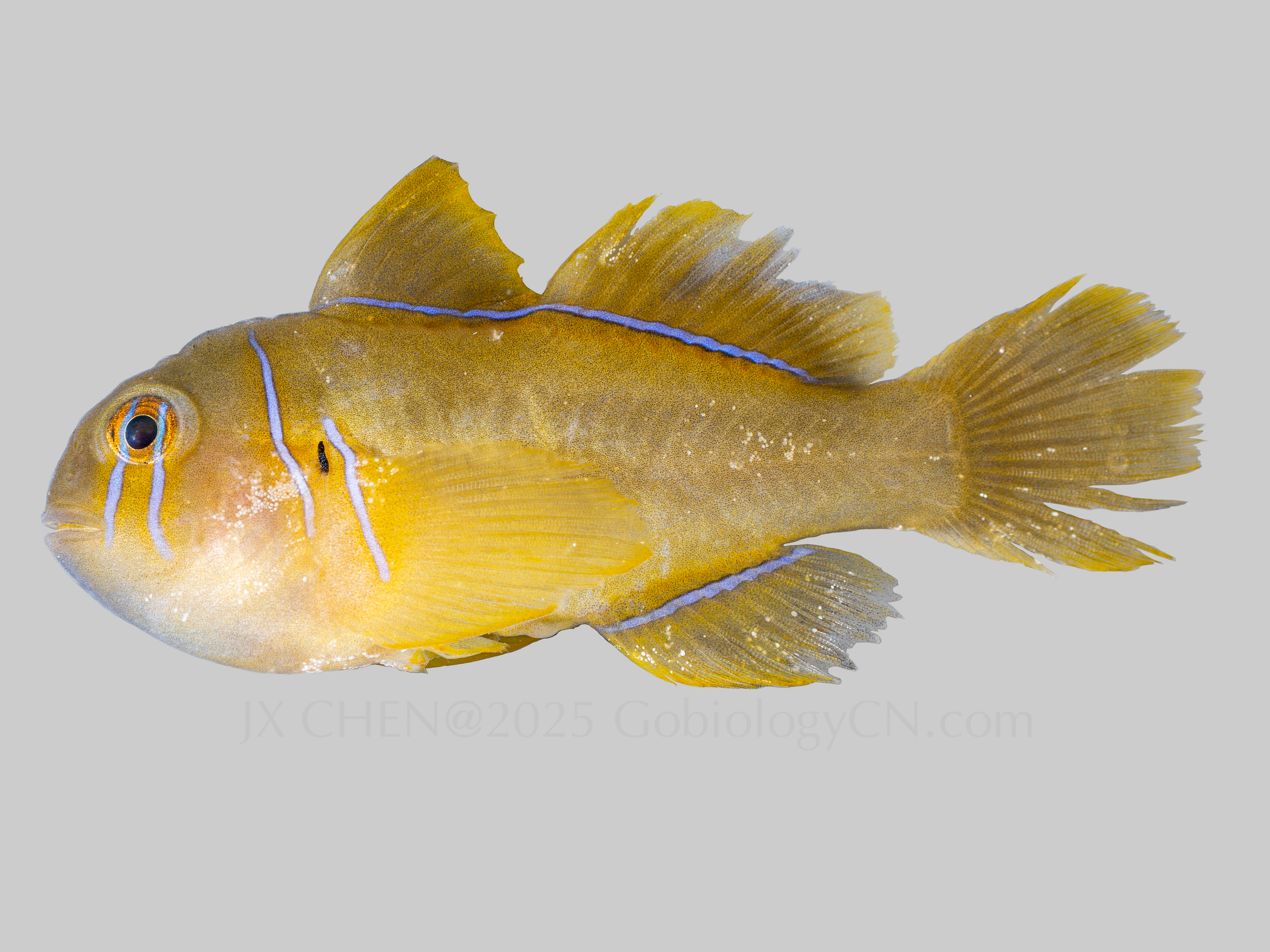 Gobiodon citrinus 1