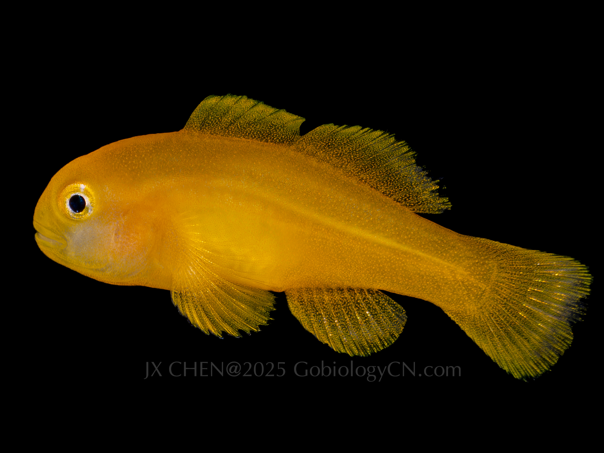 Gobiodon okinawae 1