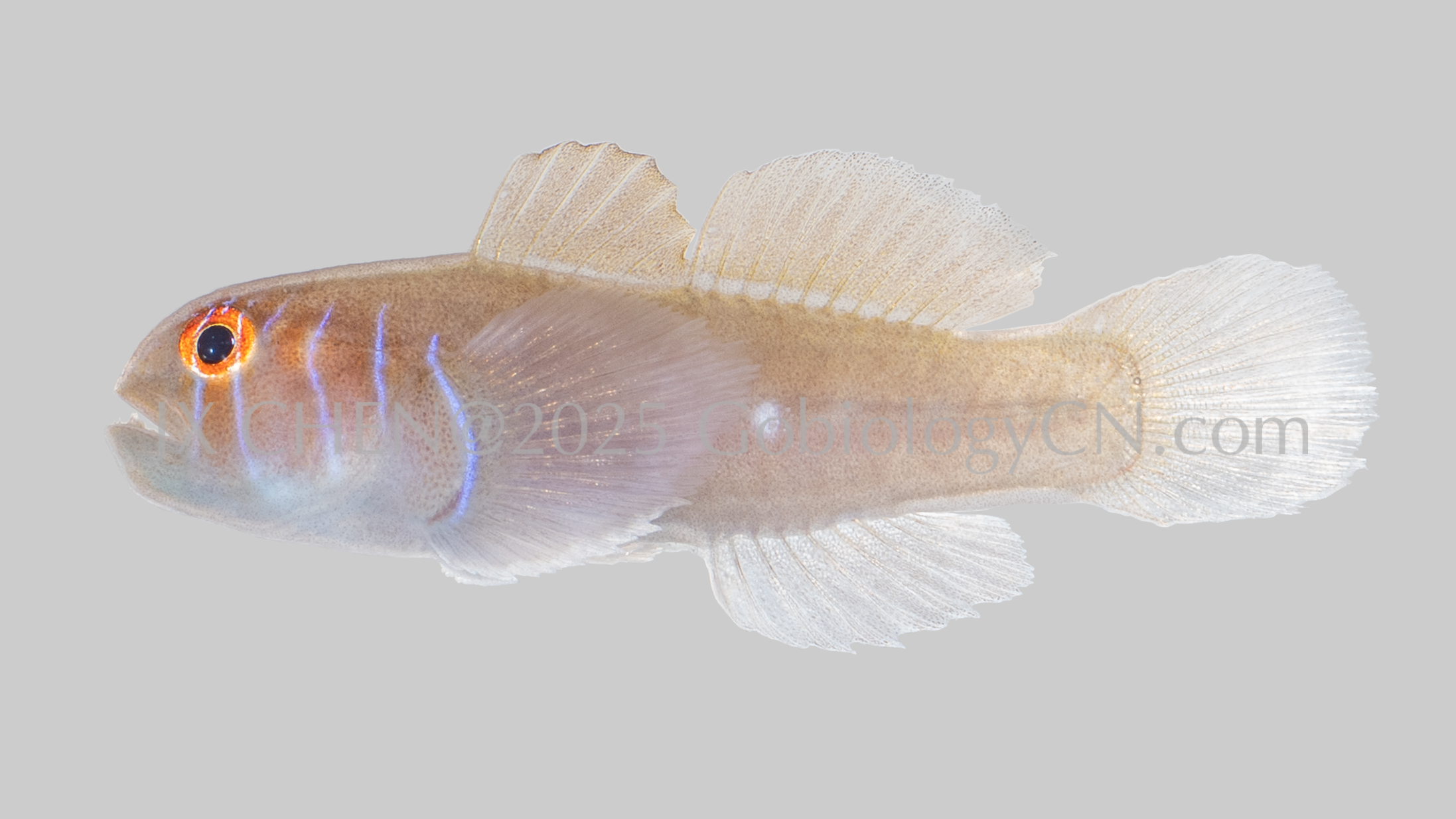 Gobiodon prolixus Image 