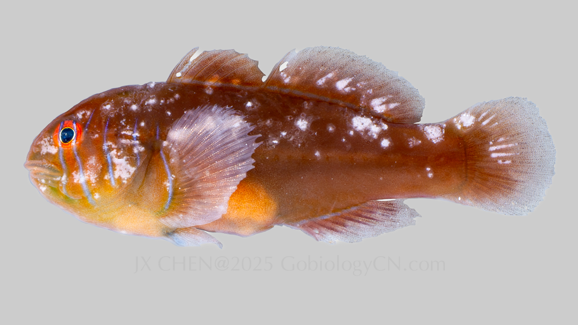 Gobiodon quinquestrigatus 1