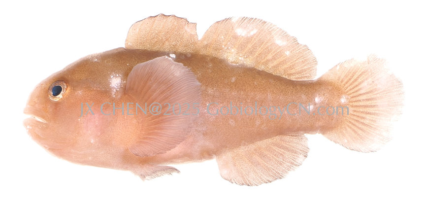 Gobiodon unicolor Image 