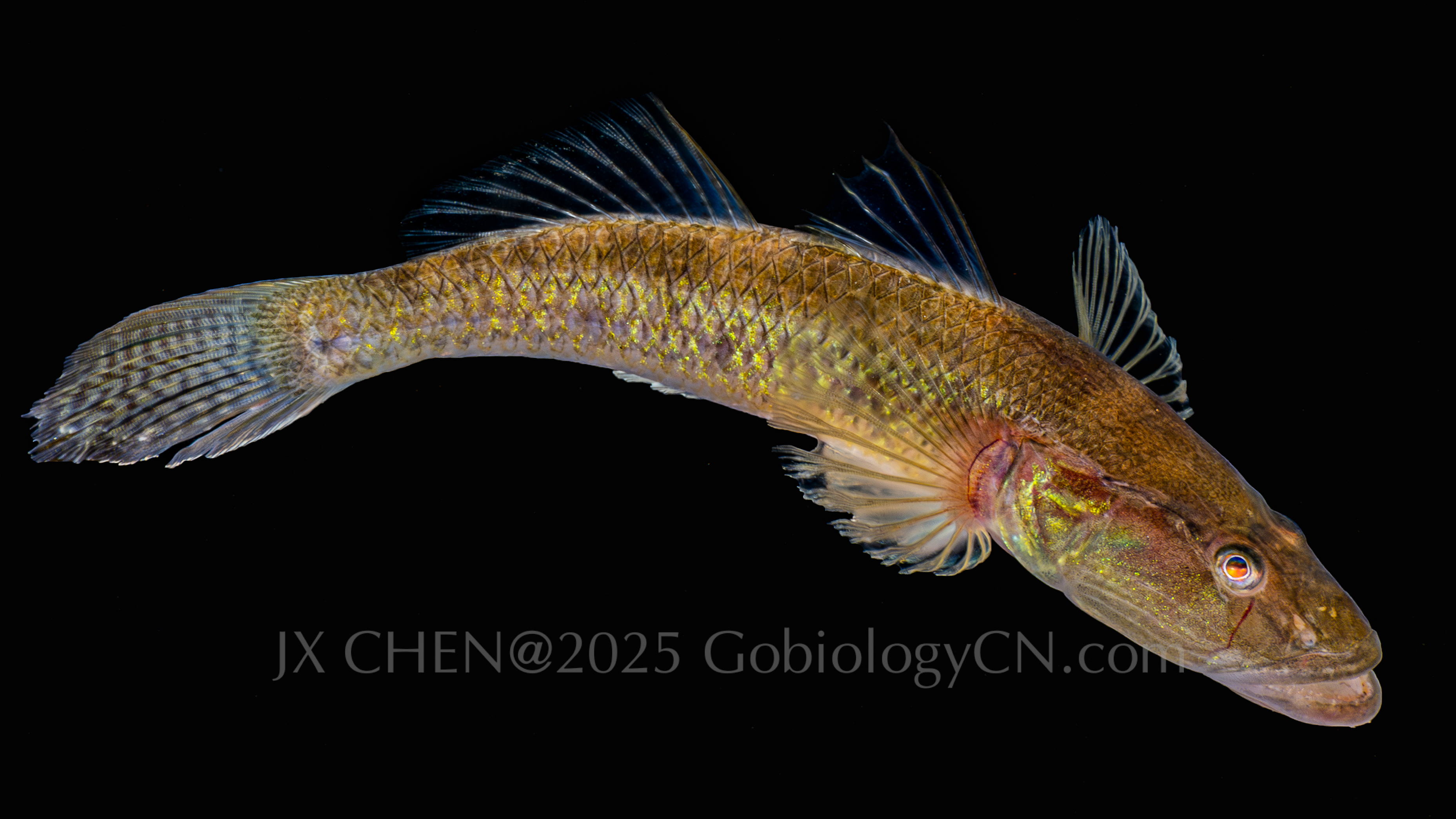 Glossogobius aureus zhangzhou Image