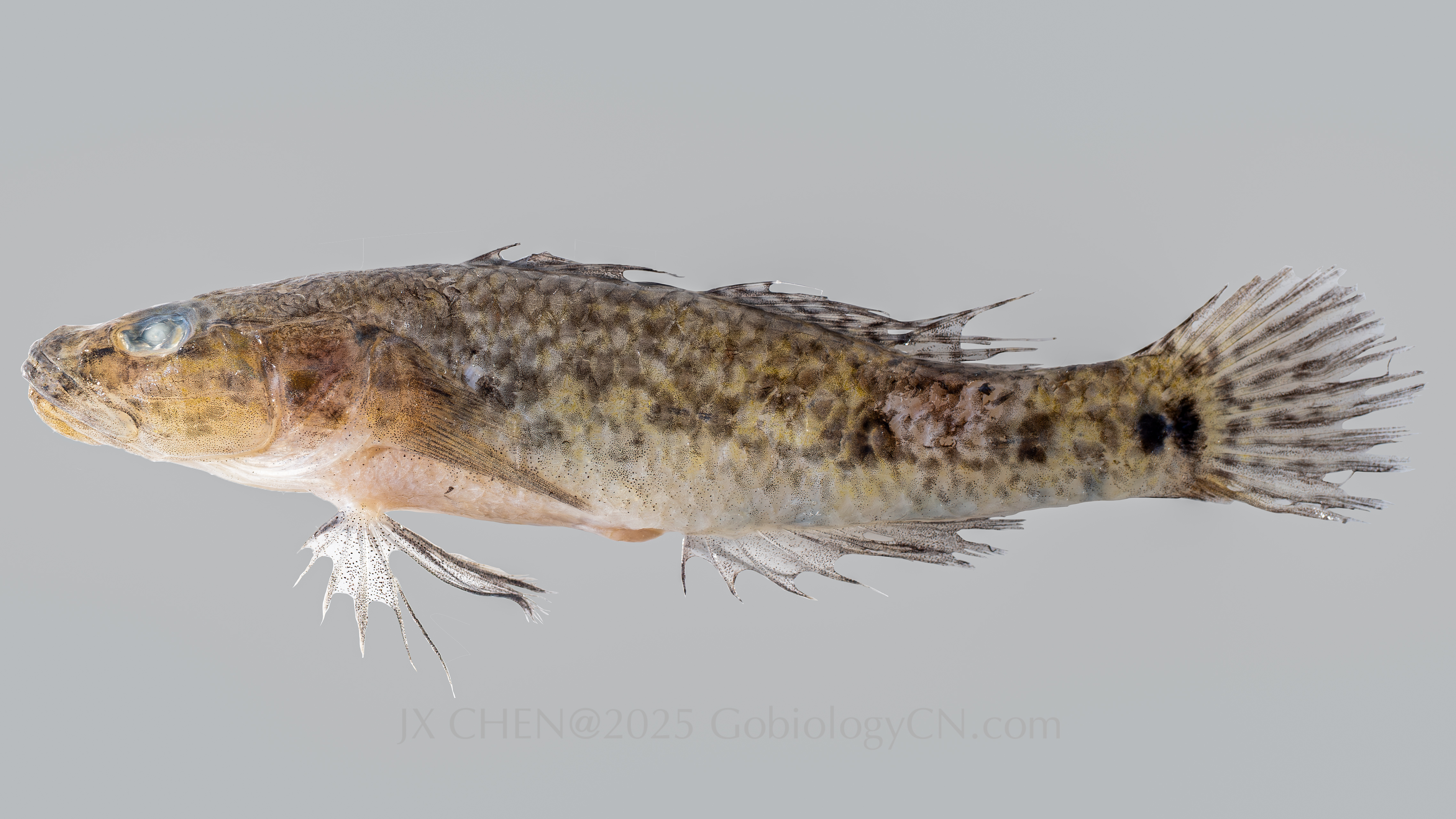 Glossogobius circumspectus 1