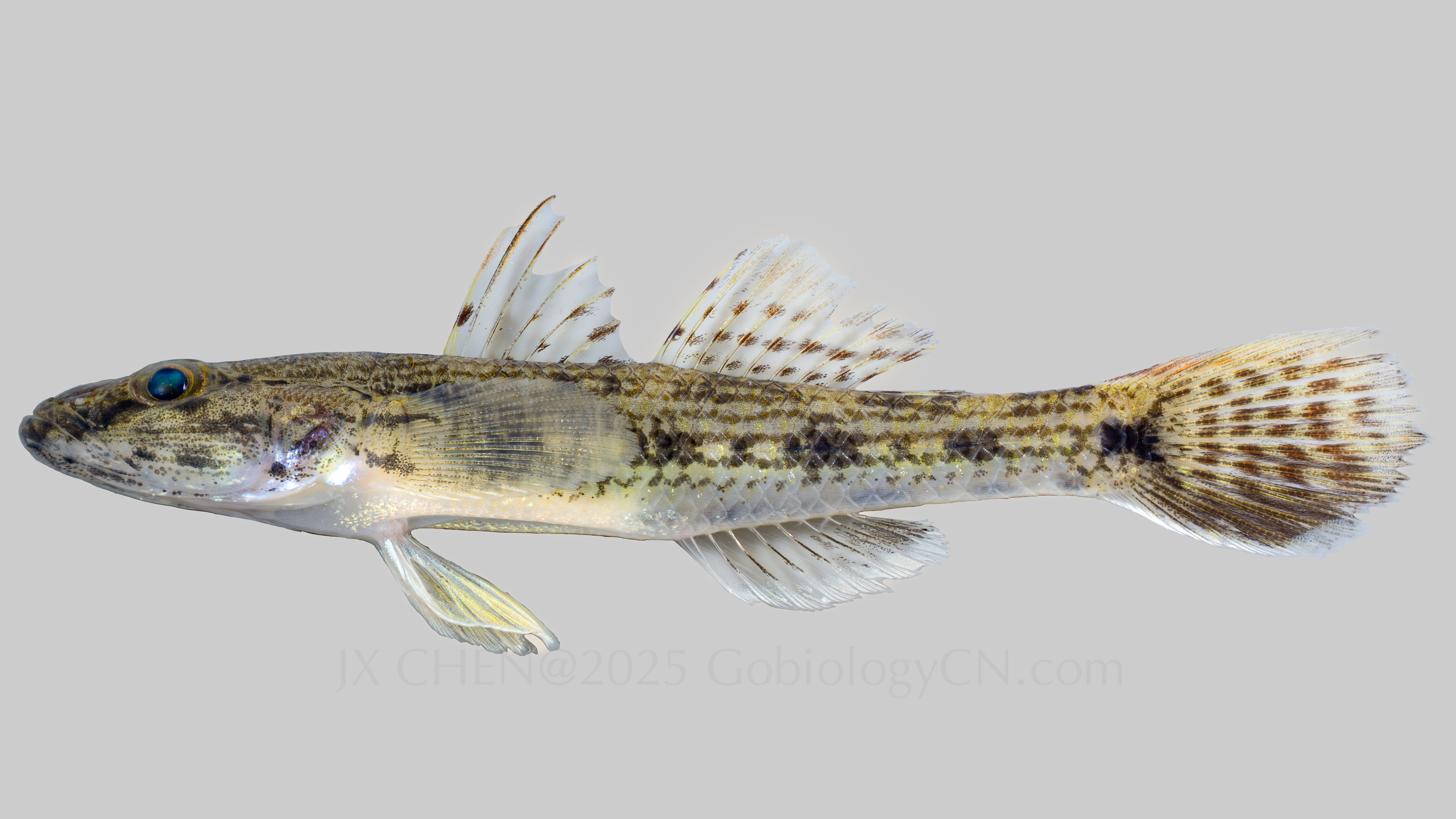 Glossogobius giuris WZ