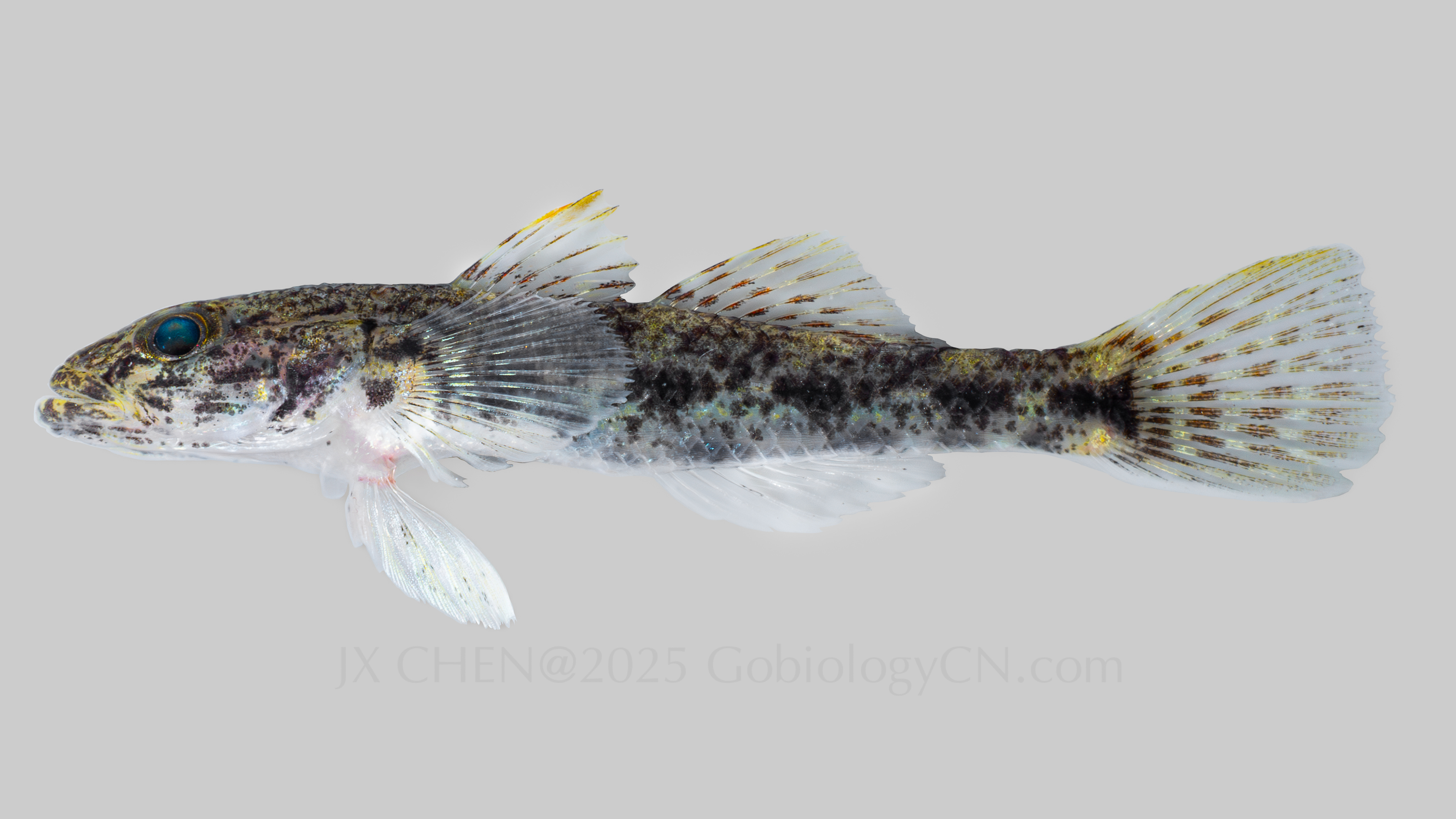 Glossogobius illimis 1