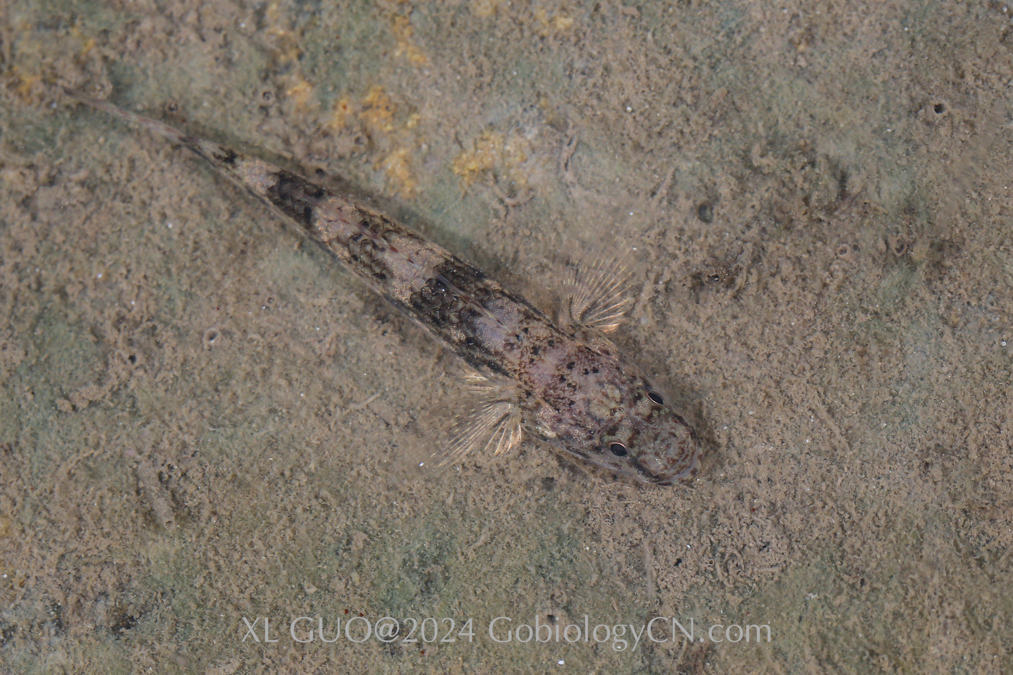 Glossogobius olivaceus wild Image 