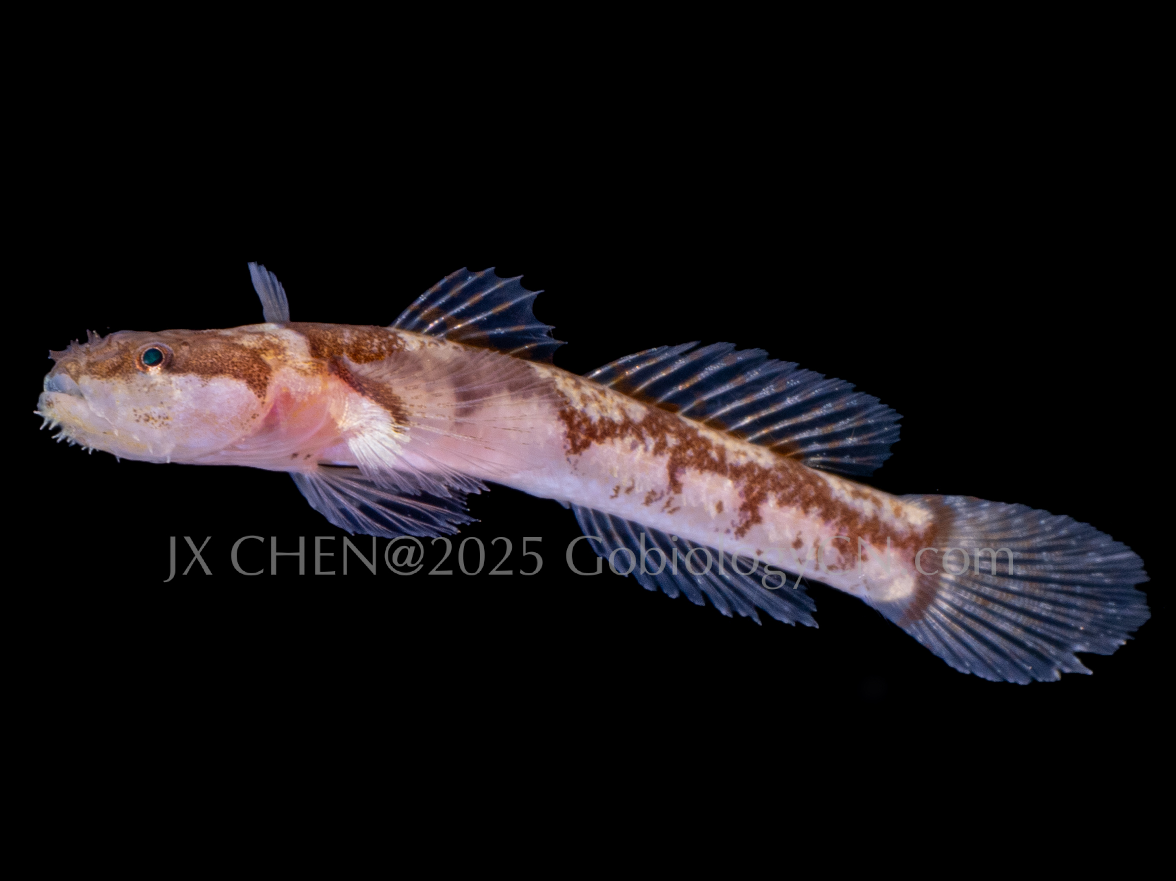 Gobiopsis arenaria 1 Image