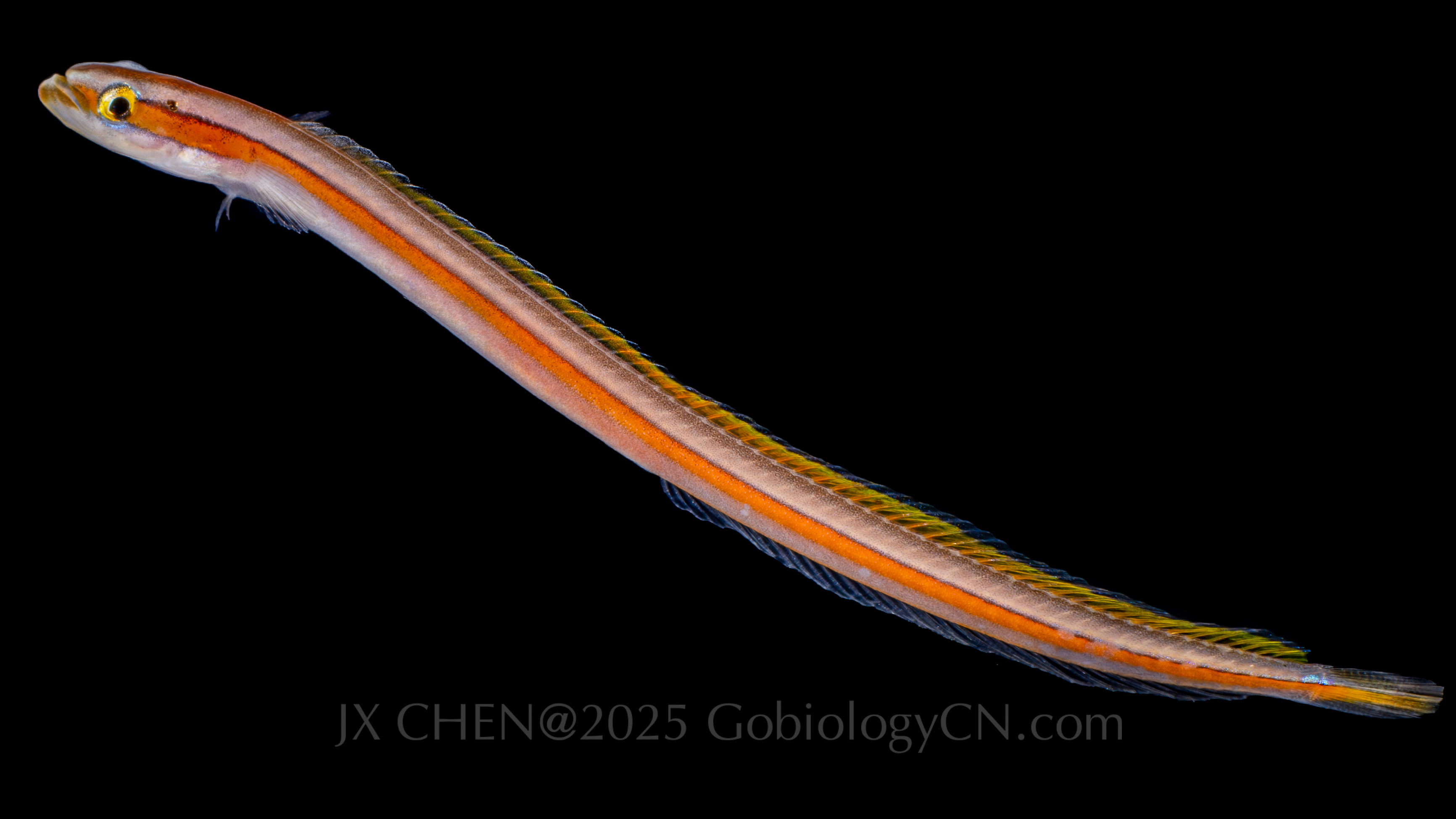 Gunnellichthys viridescens 1