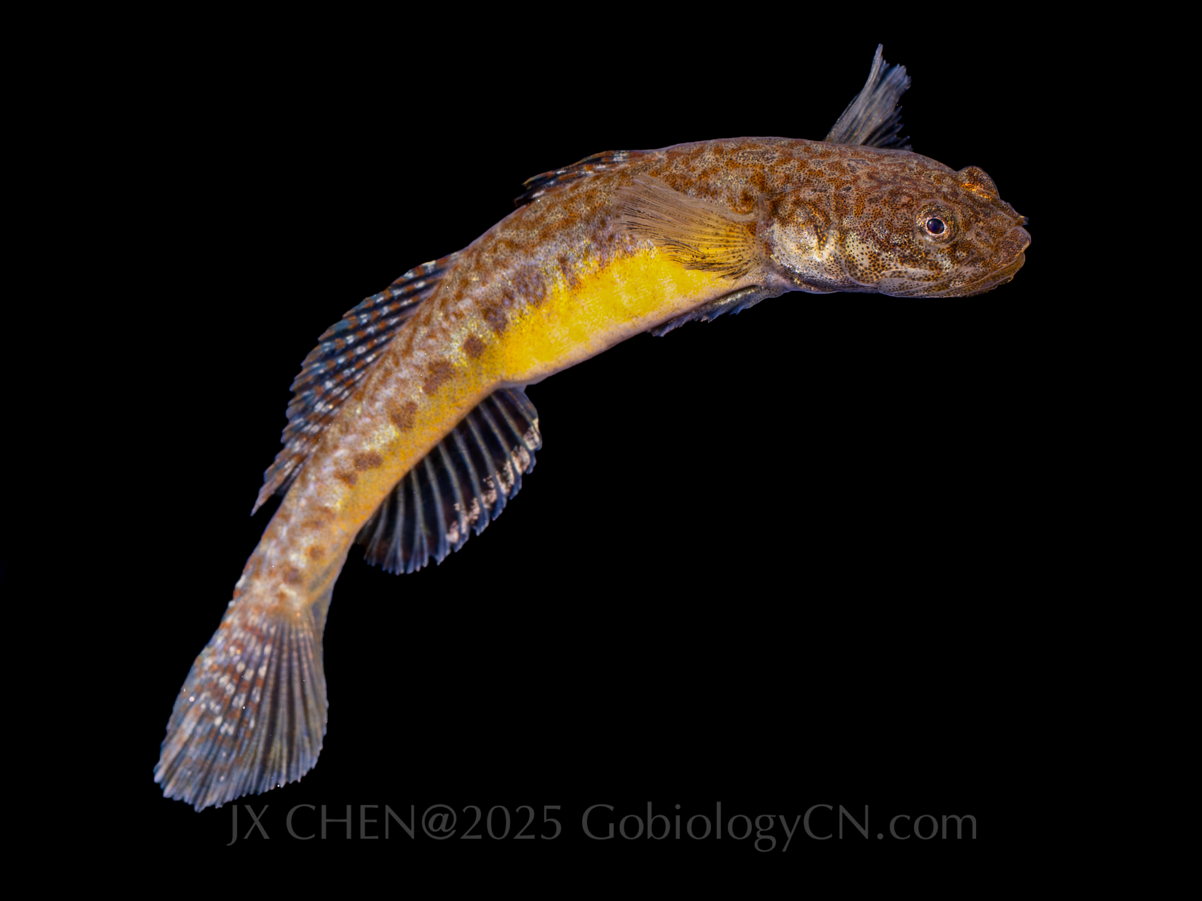 Gym_cylindricus Image