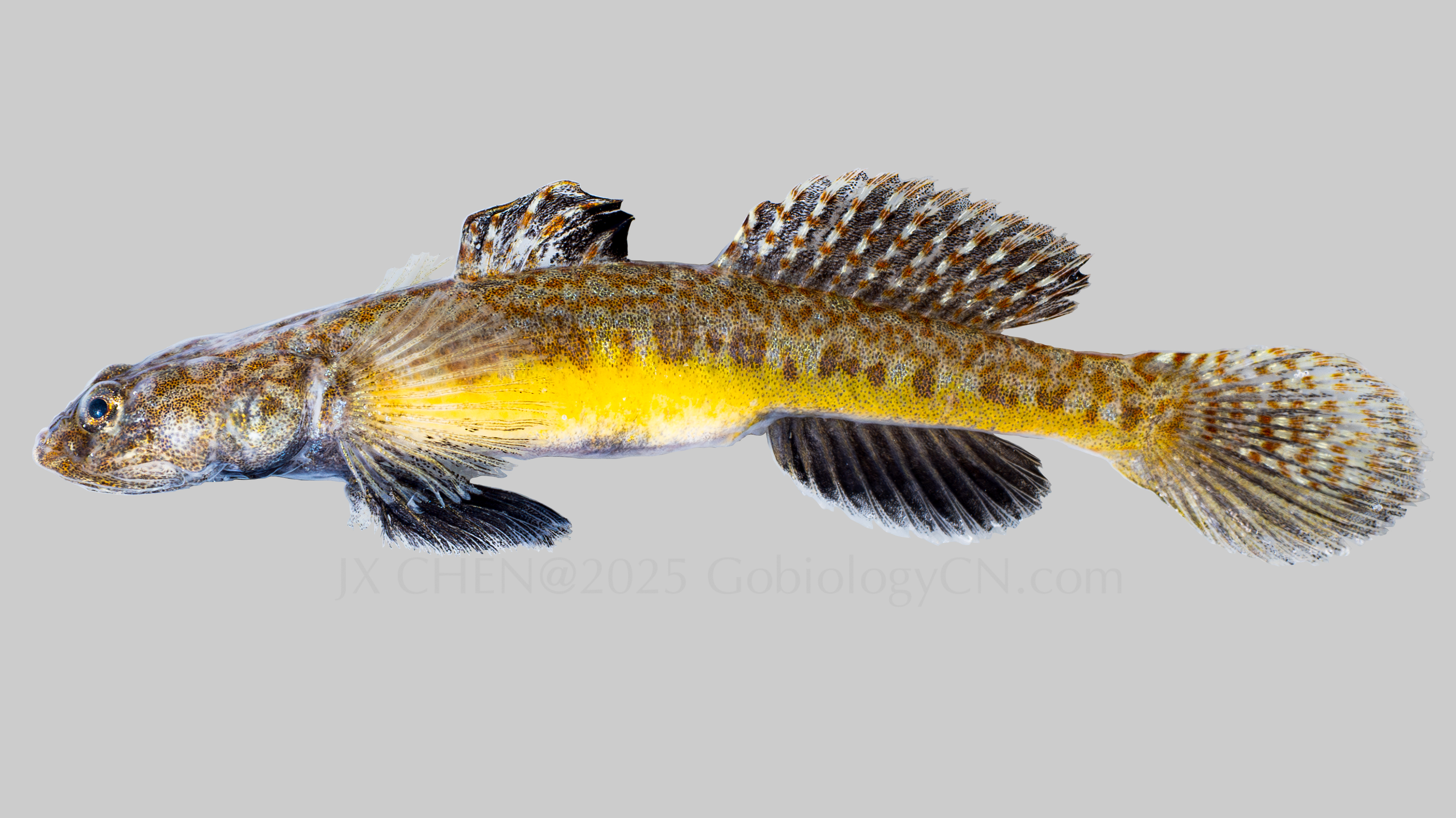 Gym_cylindricus Image