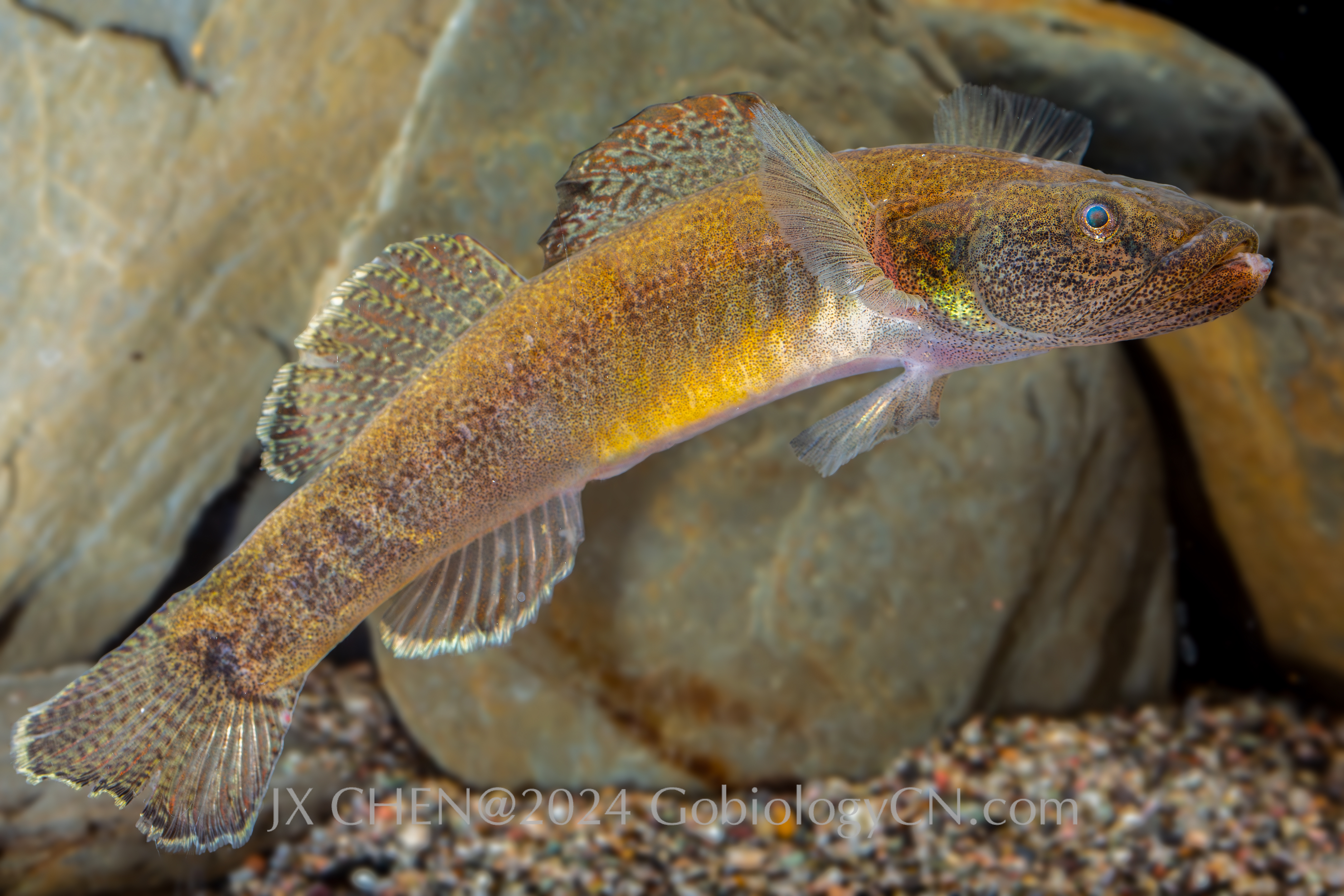 Gymnogobius petschiliensis Dalian largeImage 