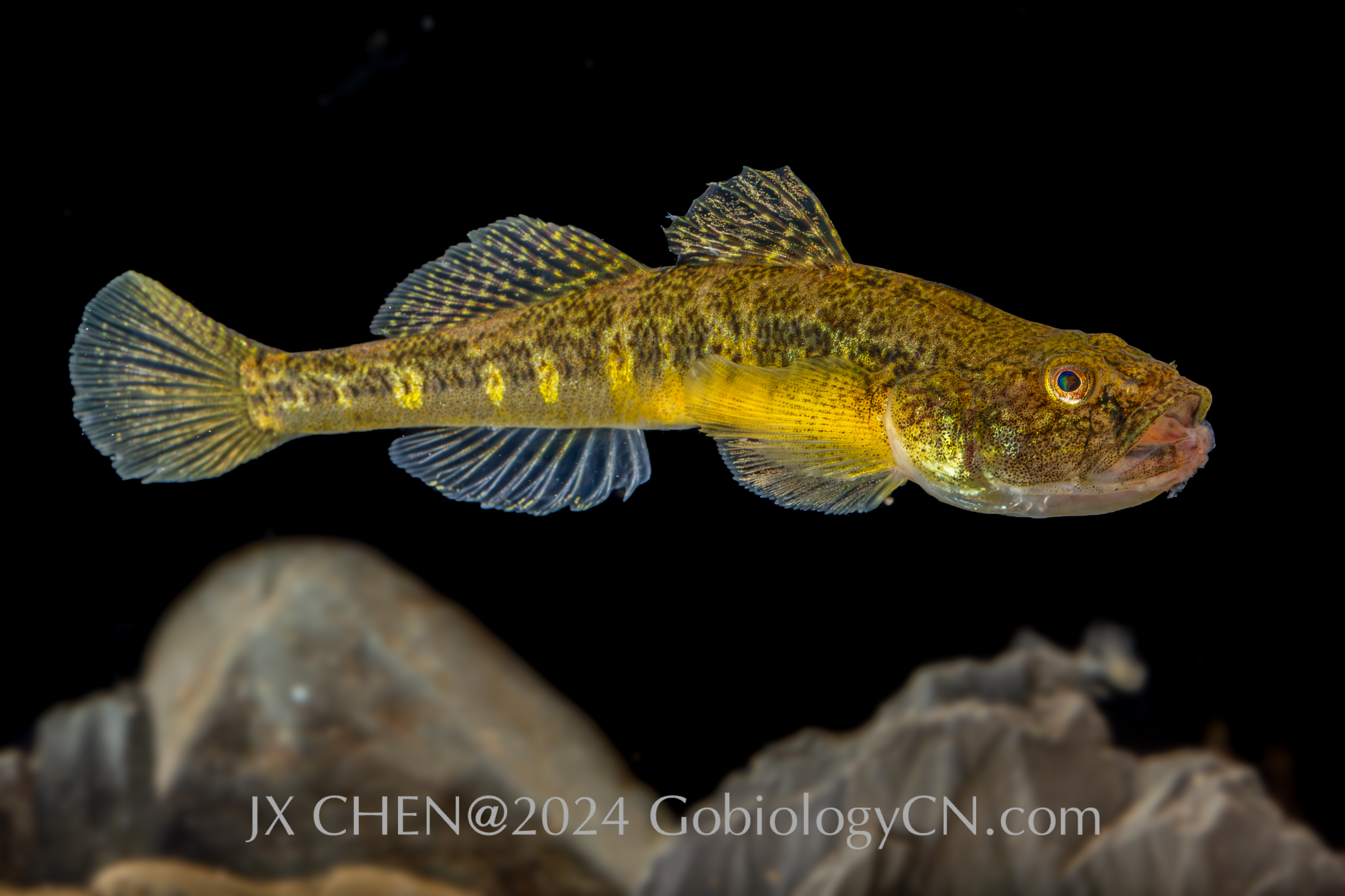 Gymnogobius taranetzi dalian Image 1