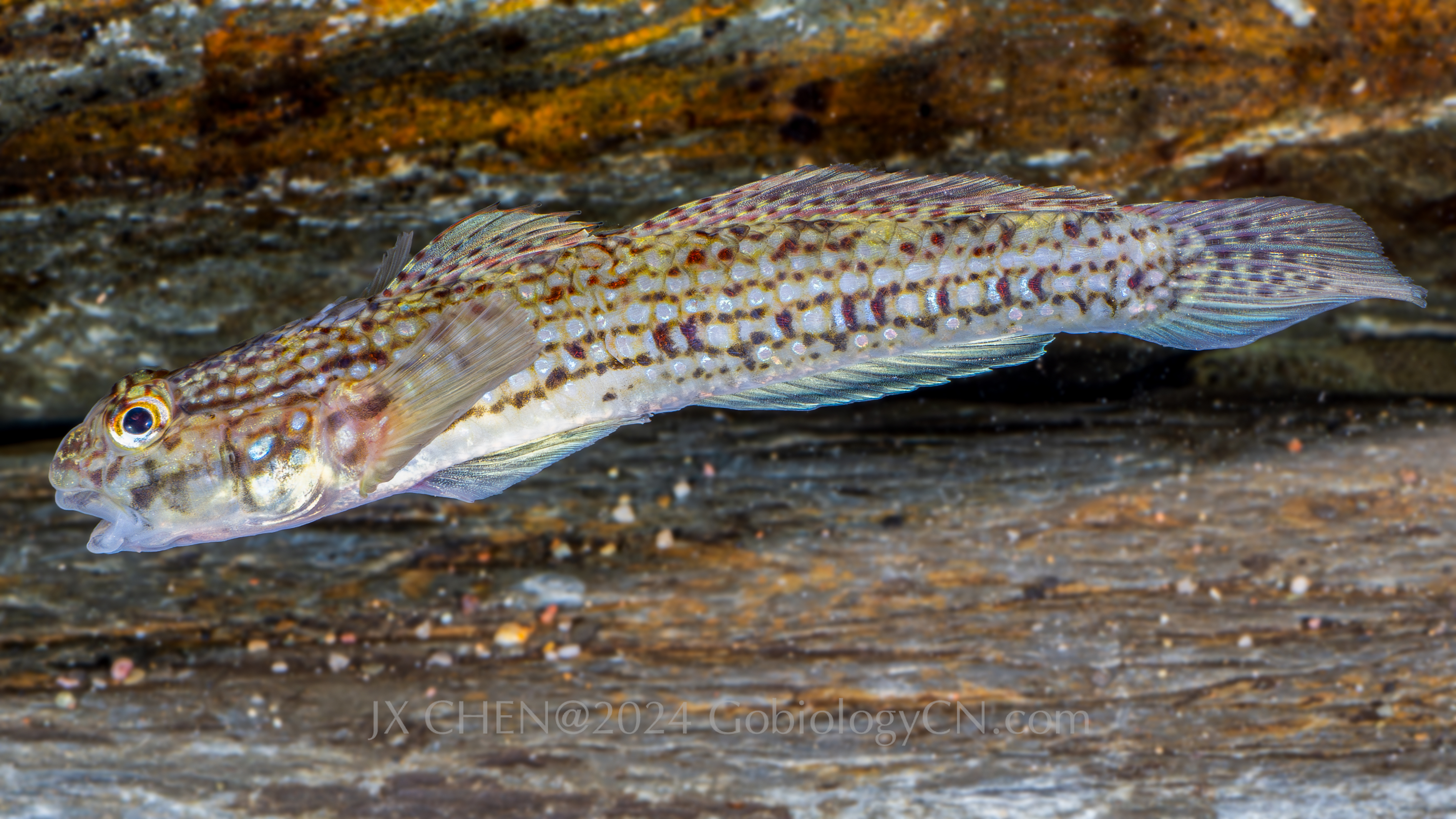 Istigobius campbelli 2 Image 