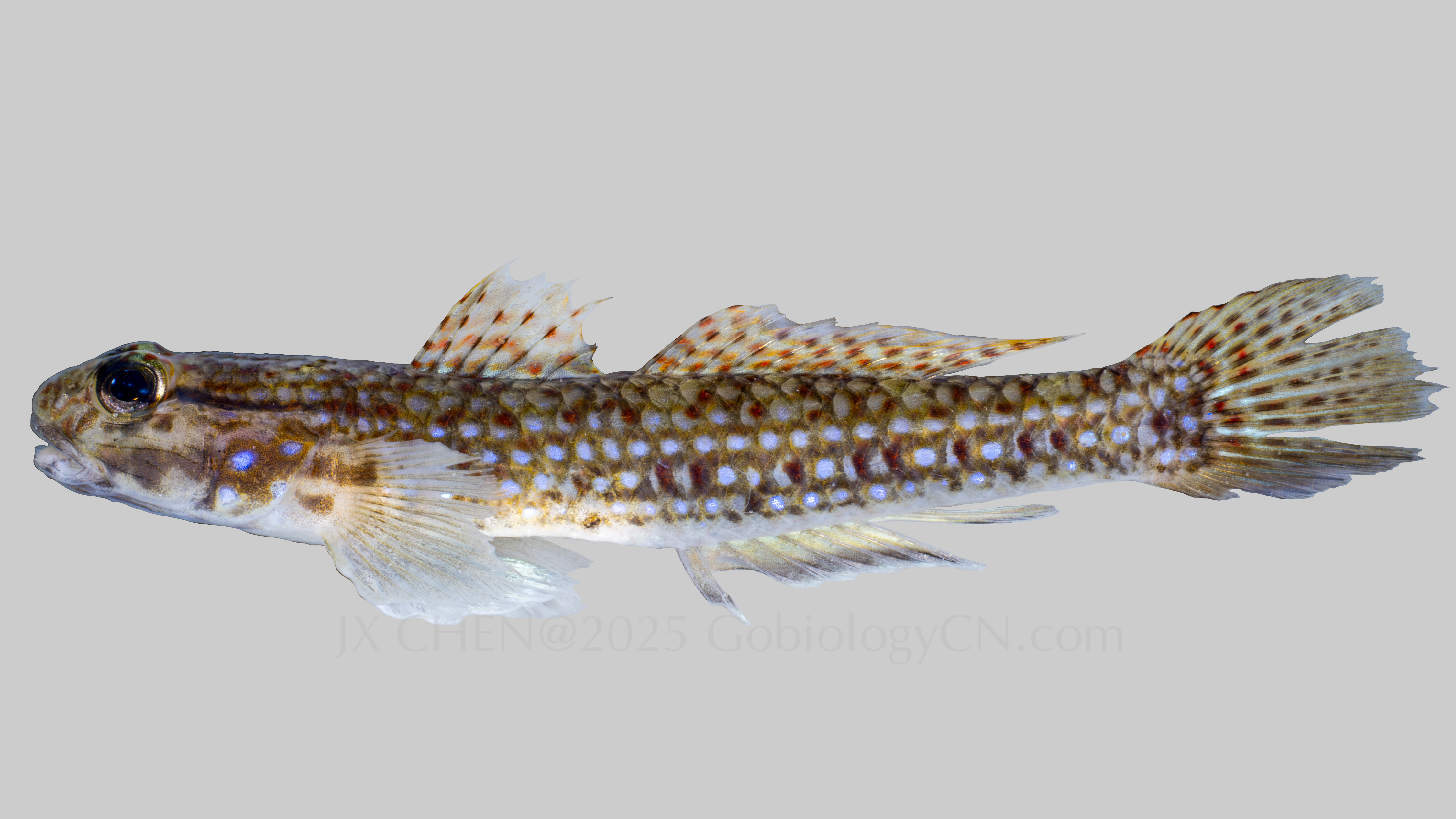 Istigobius campbelli 3 Image