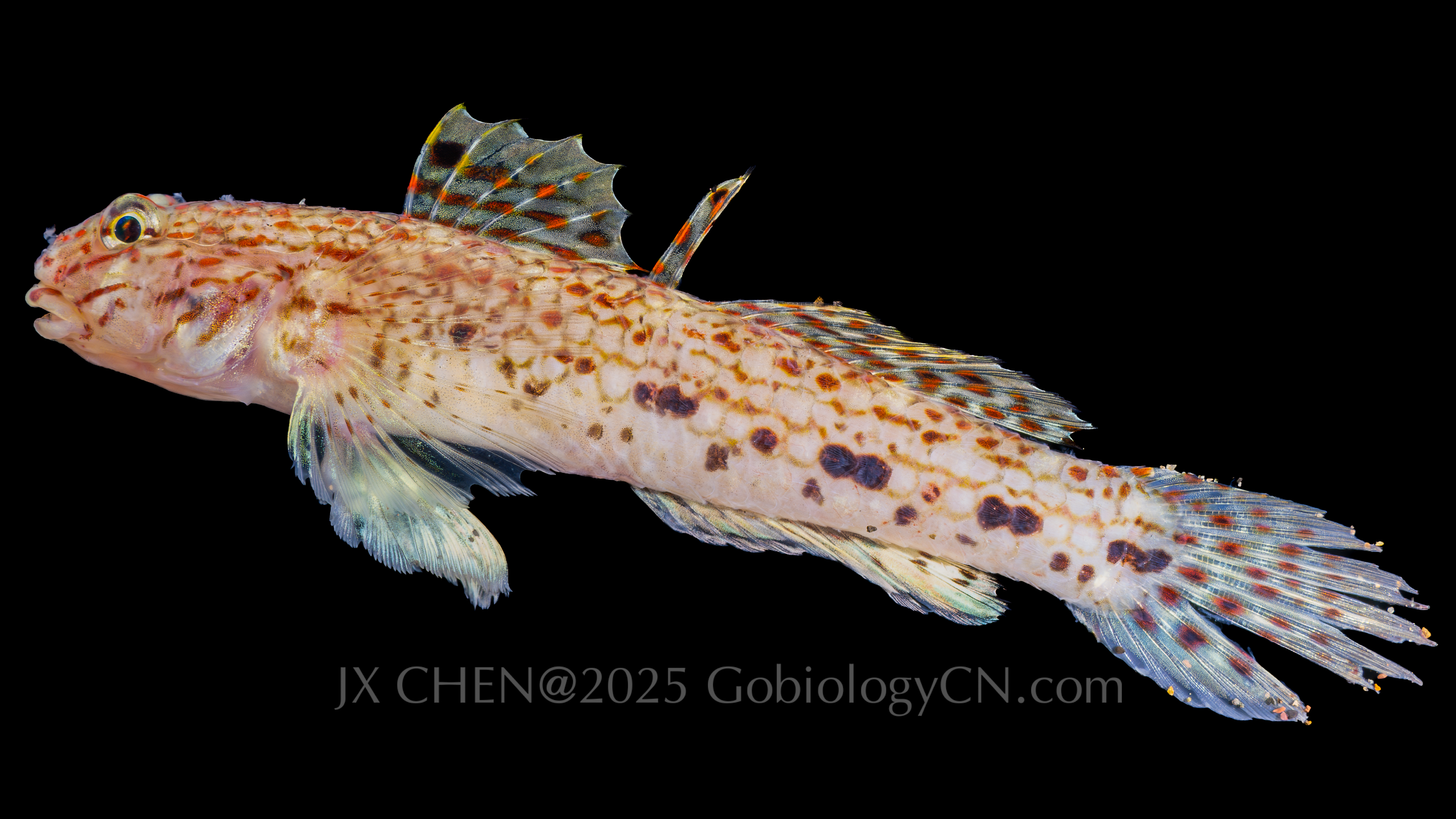 Istigobius decoratus Image