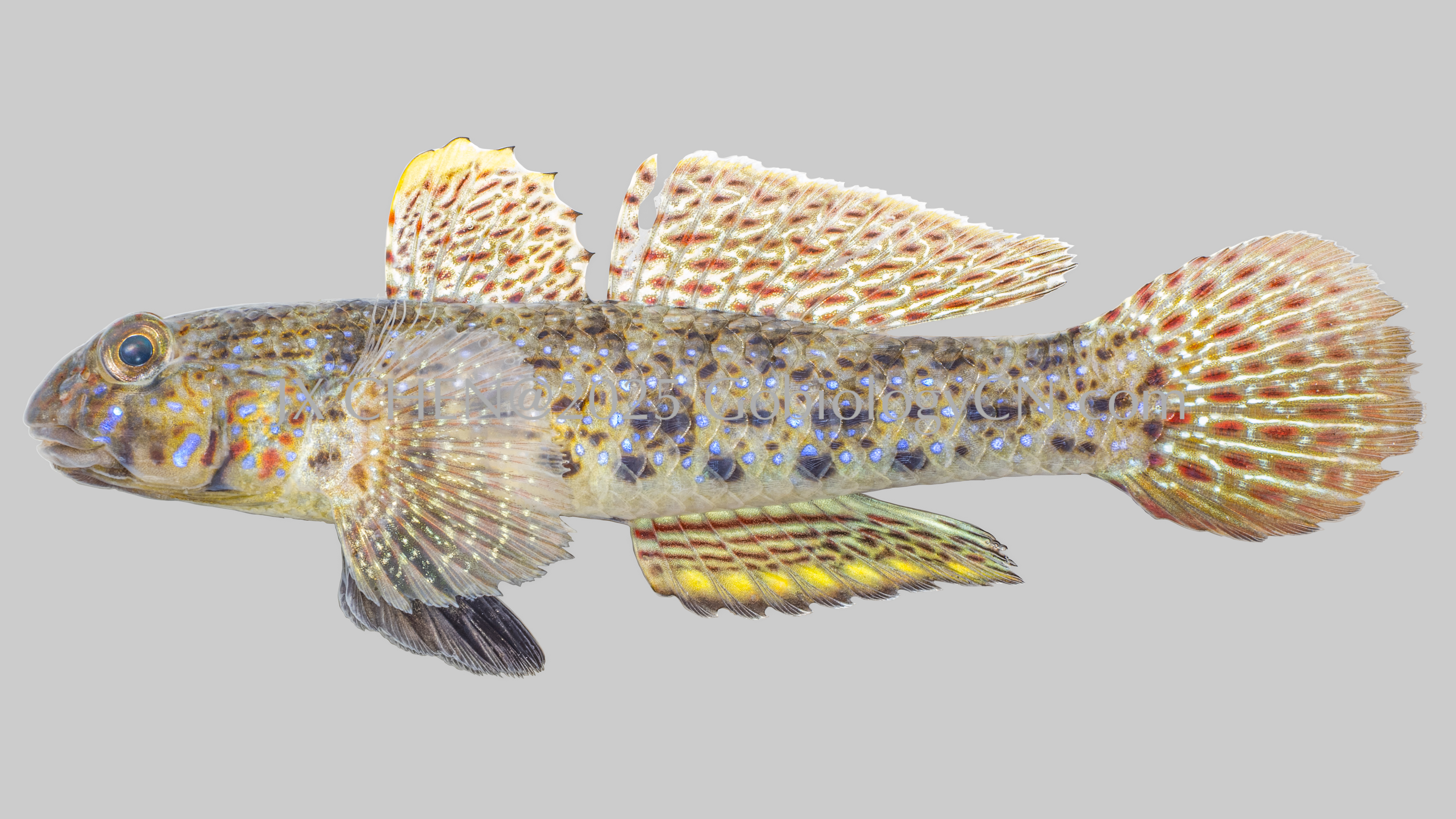 Istigobius ornatus Image
