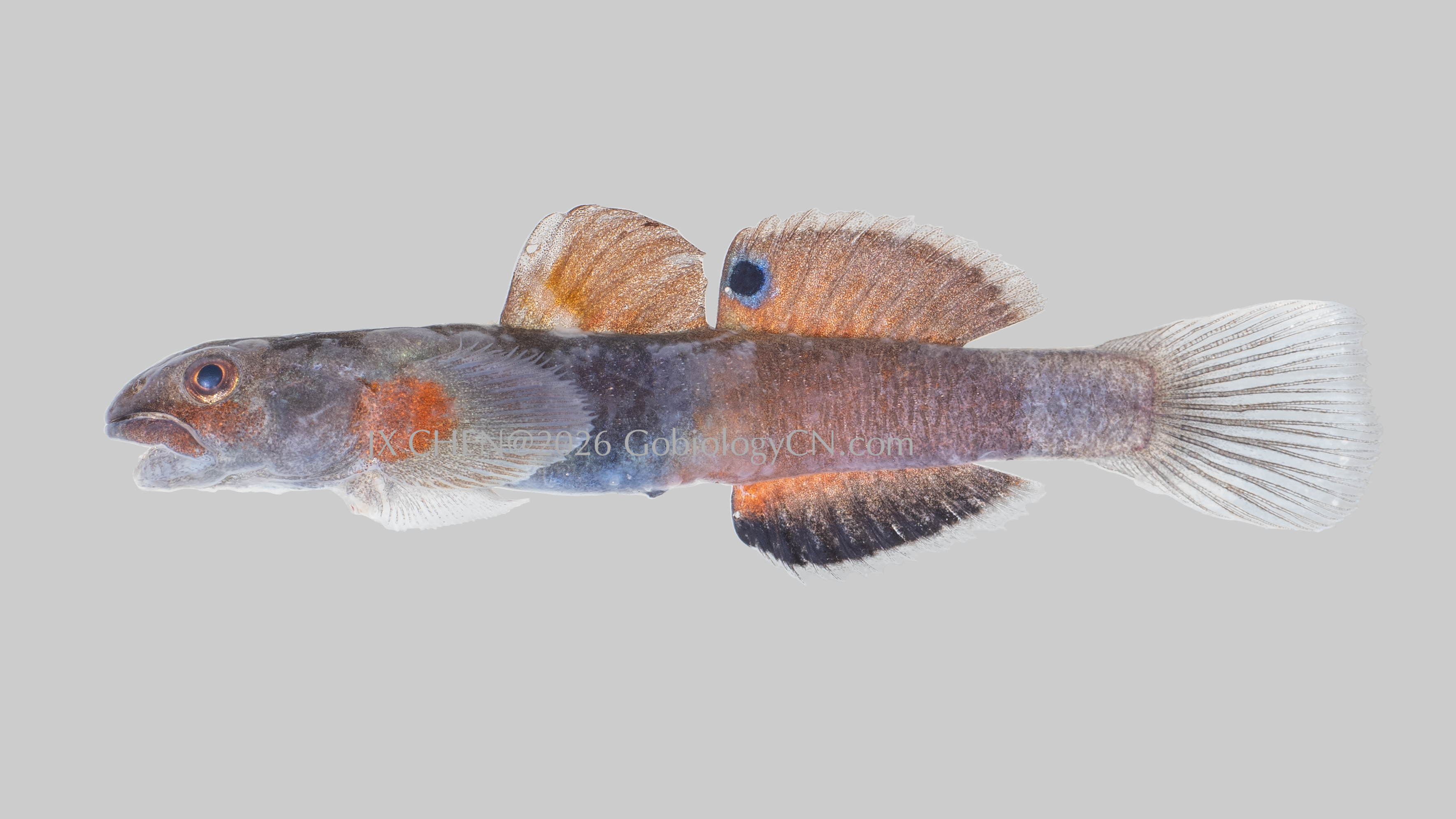 Lentipes mindanaoensis 1