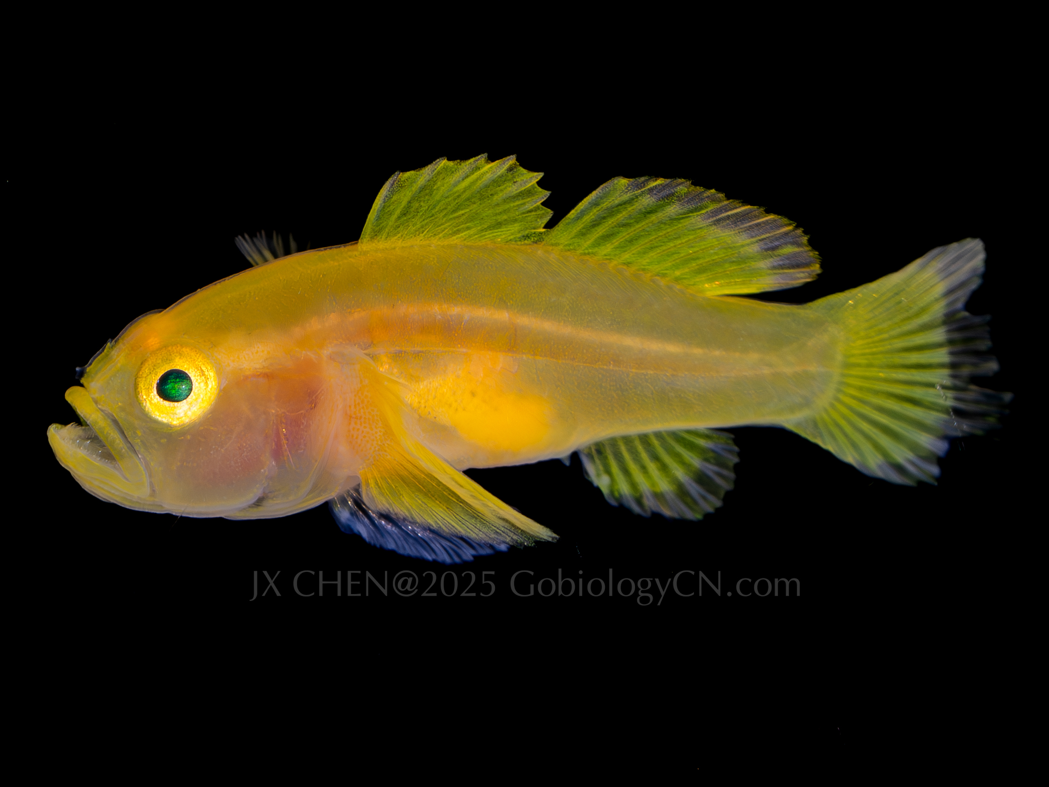 Lubricogobius exiguus 1