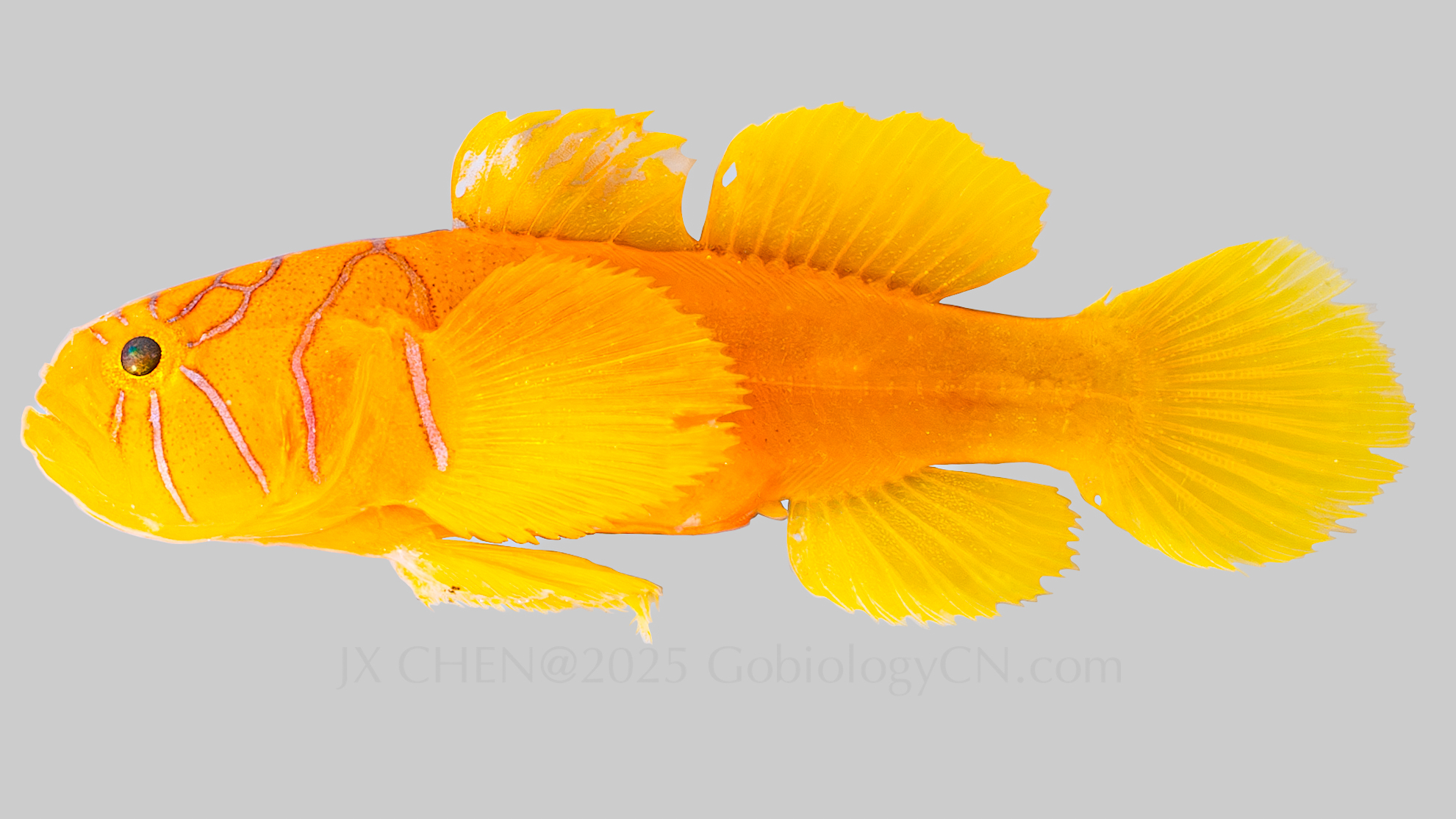 Lubricogobius ornatus 1
