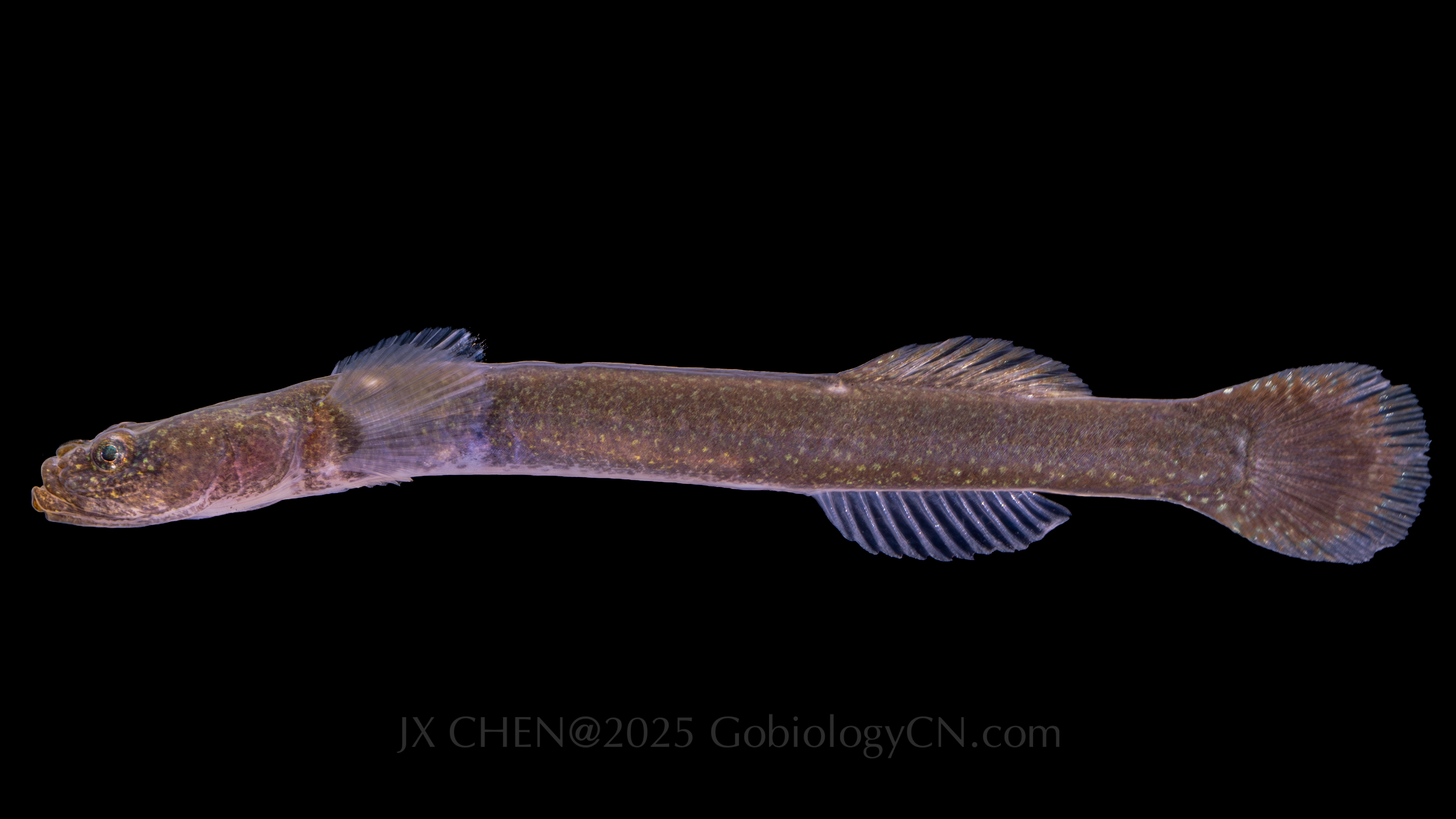 Luciogobius guttatus qd1 Image
