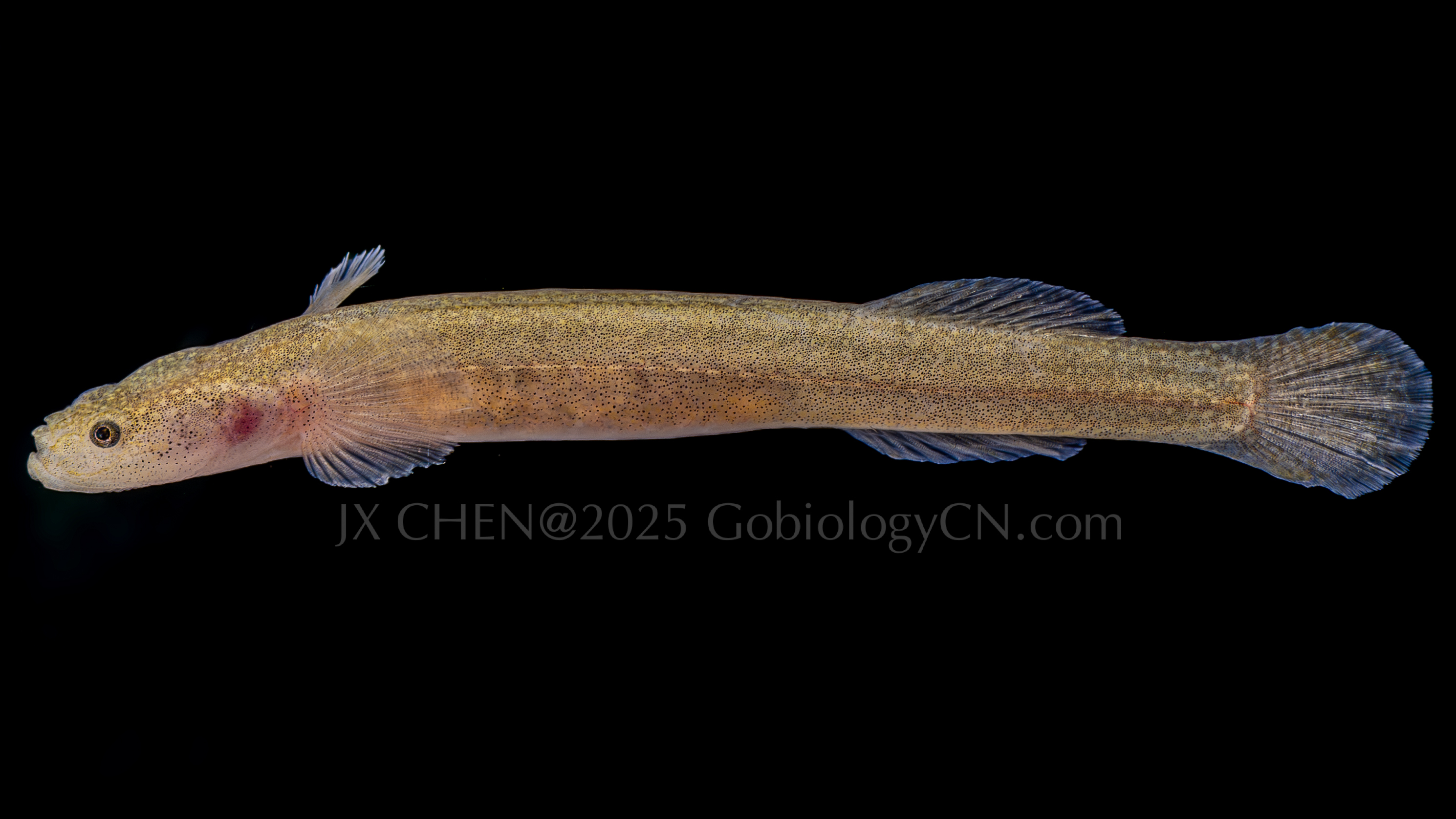 Luciogobius matsuensis live