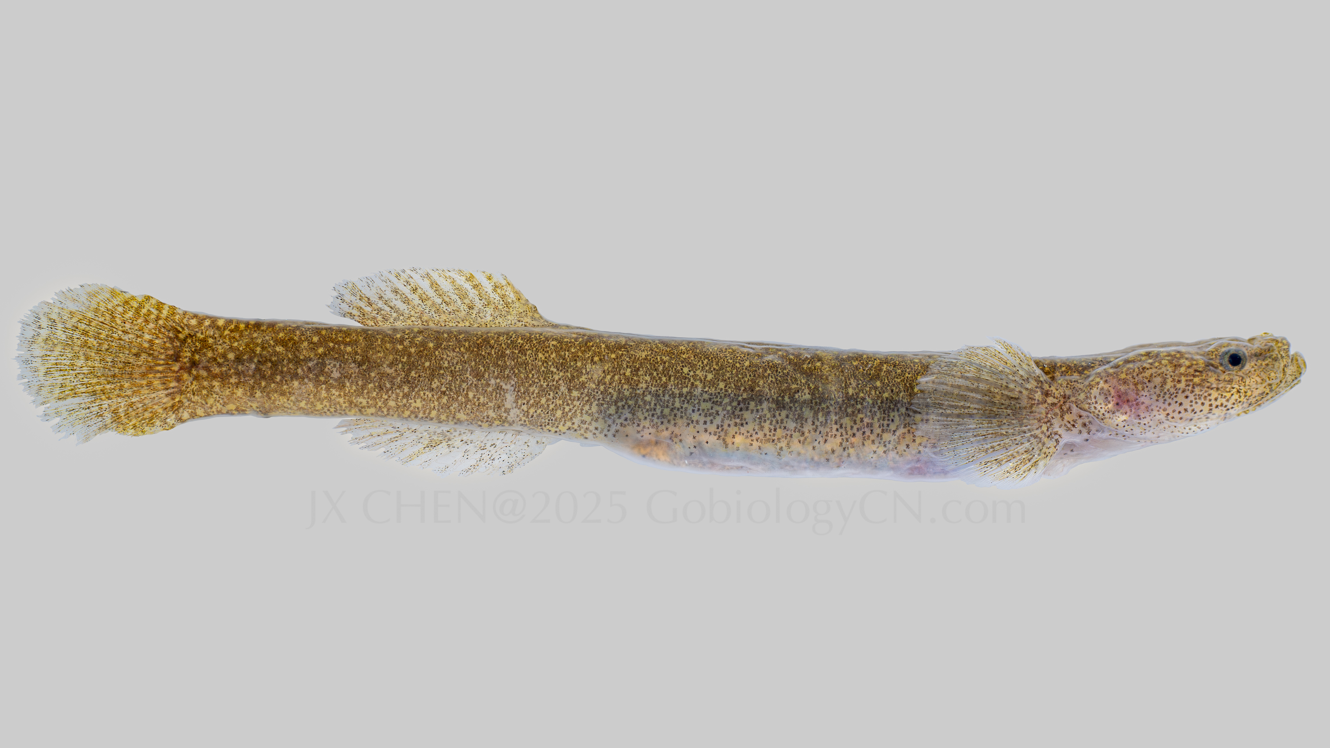 Luciogobius matsuensis specimen